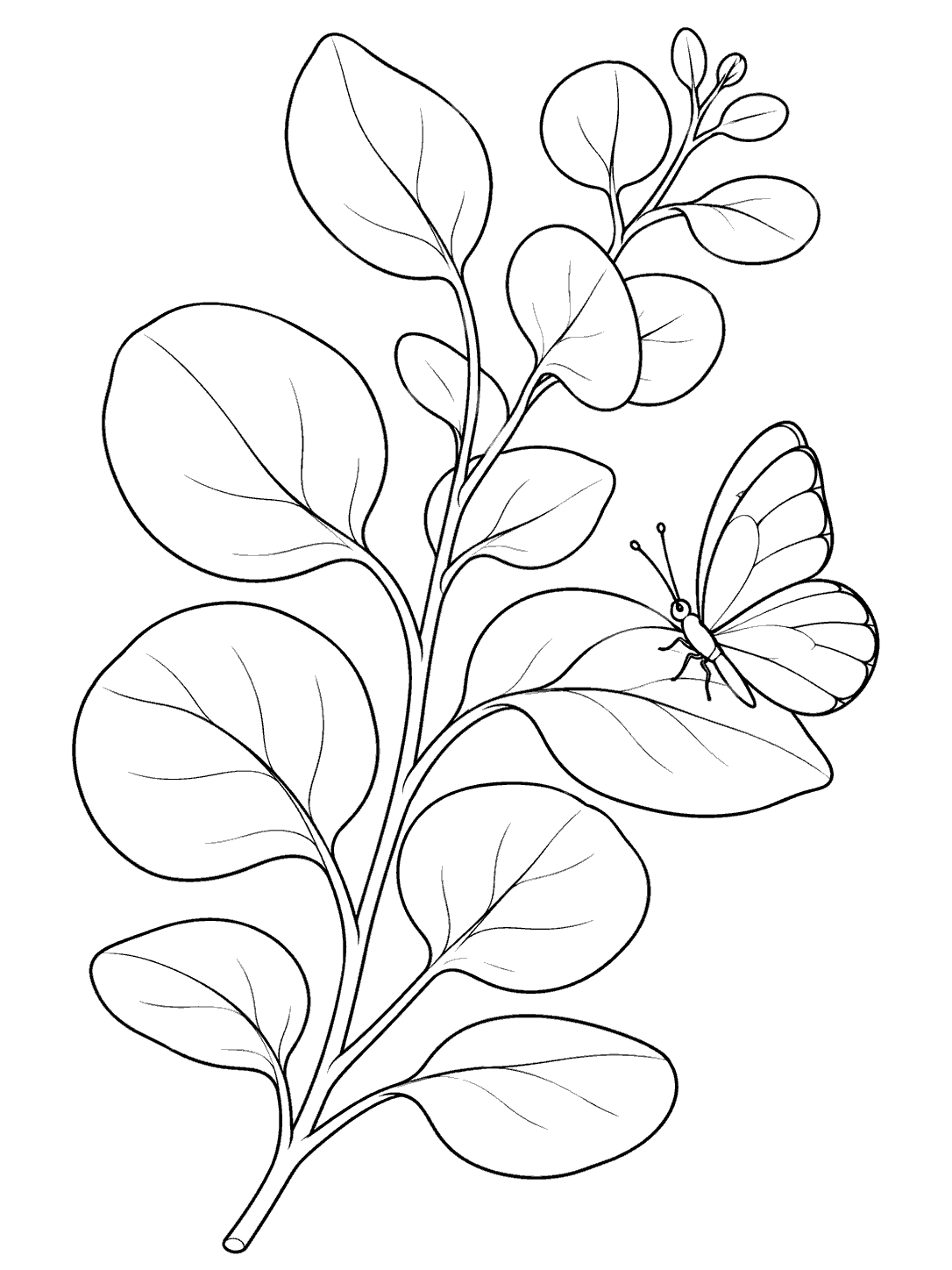 Black line art of a eucalyptus sprig with rounded leaves and a butterfly perched on one leaf, on a white portrait page.