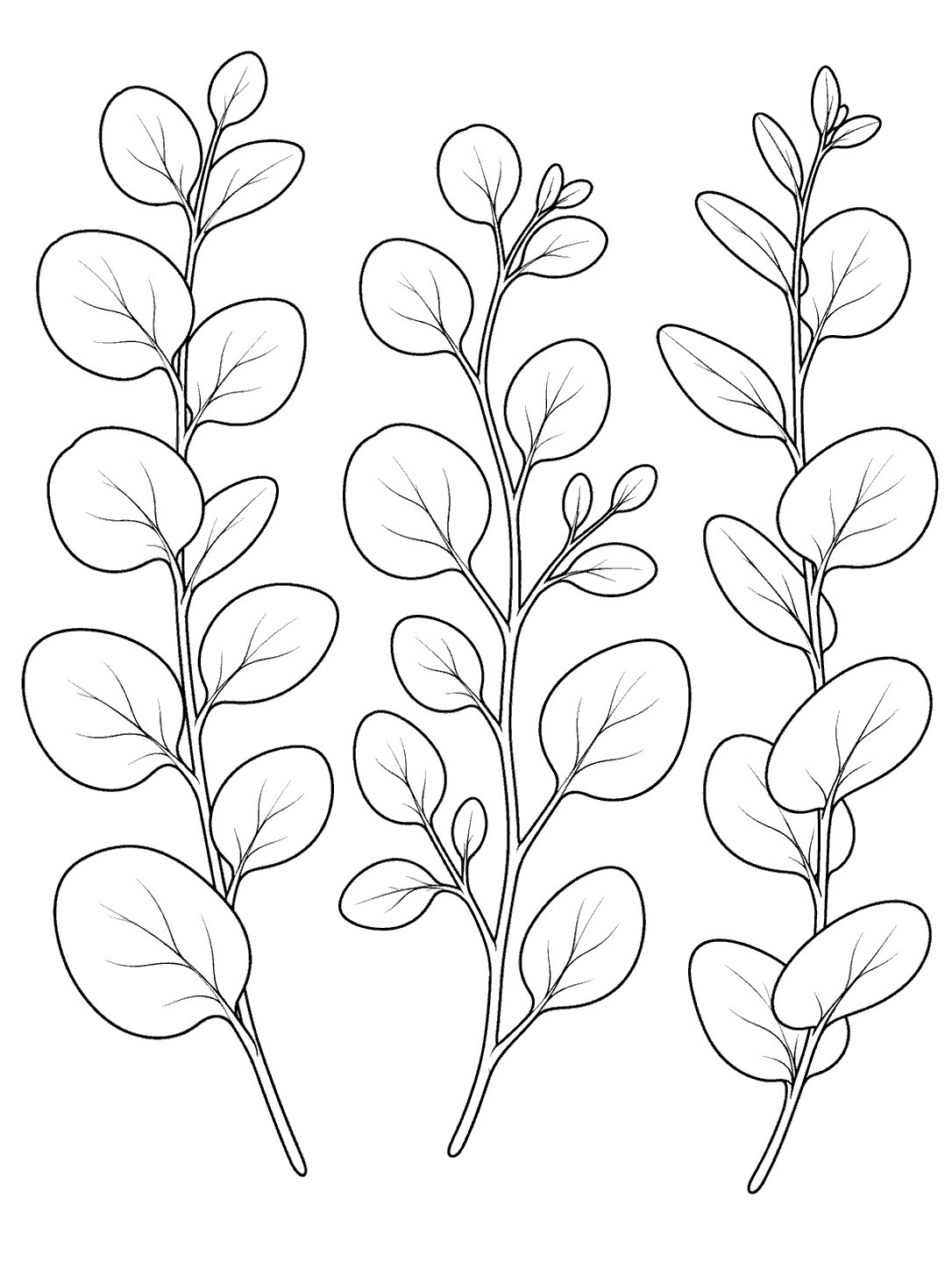 Three eucalyptus branches with rounded leaves in black outline on white.