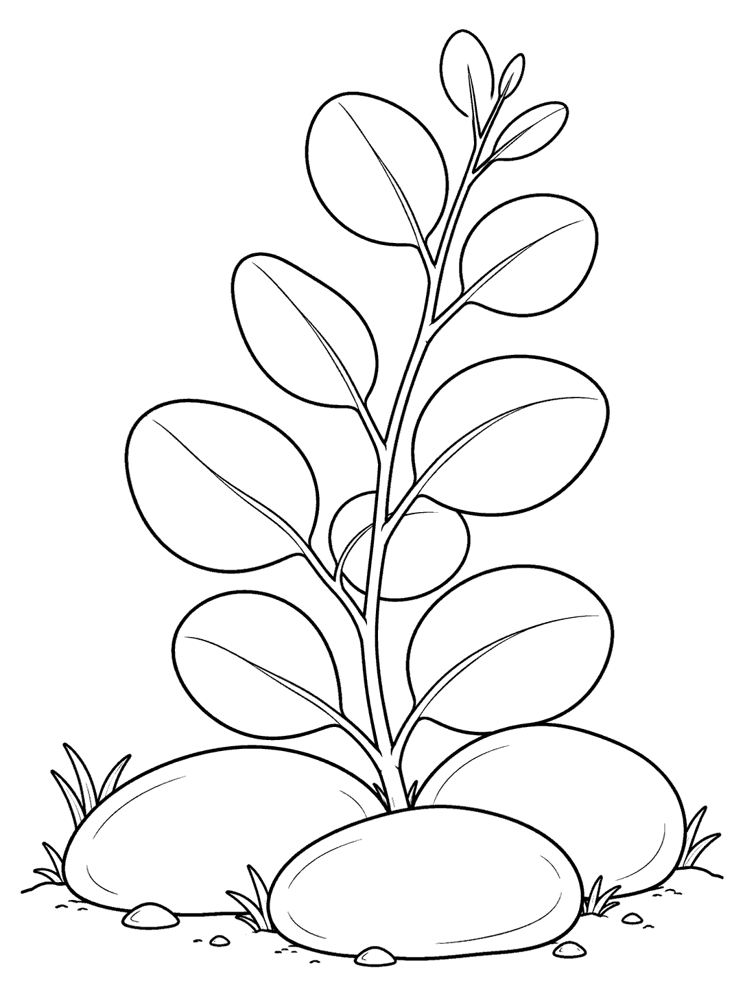 Black line-art coloring page of a eucalyptus sprig with rounded leaves growing between three smooth garden stones.