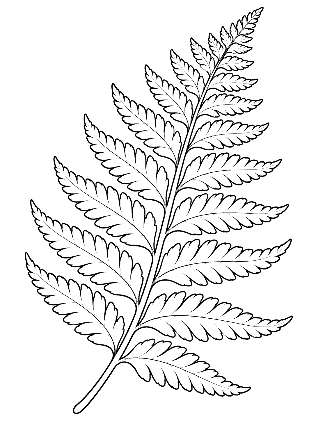 A graceful fern frond with a central stem and clearly separated leaflets, drawn in black outlines on white.
