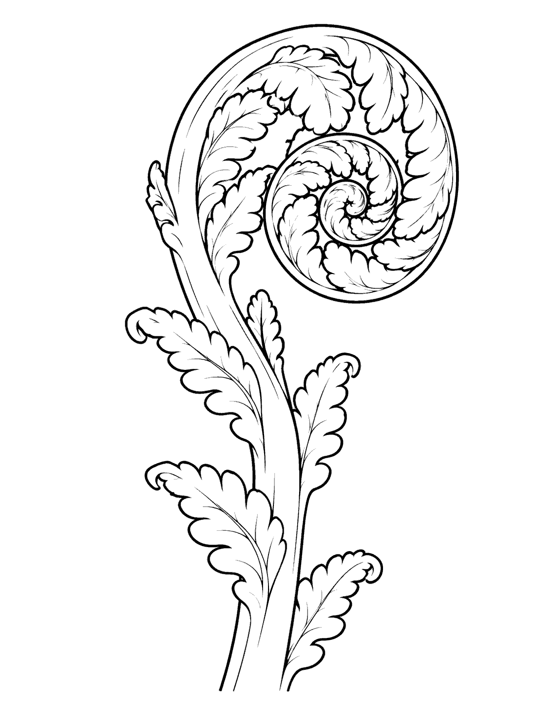 Unfurling fern fiddlehead coloring page