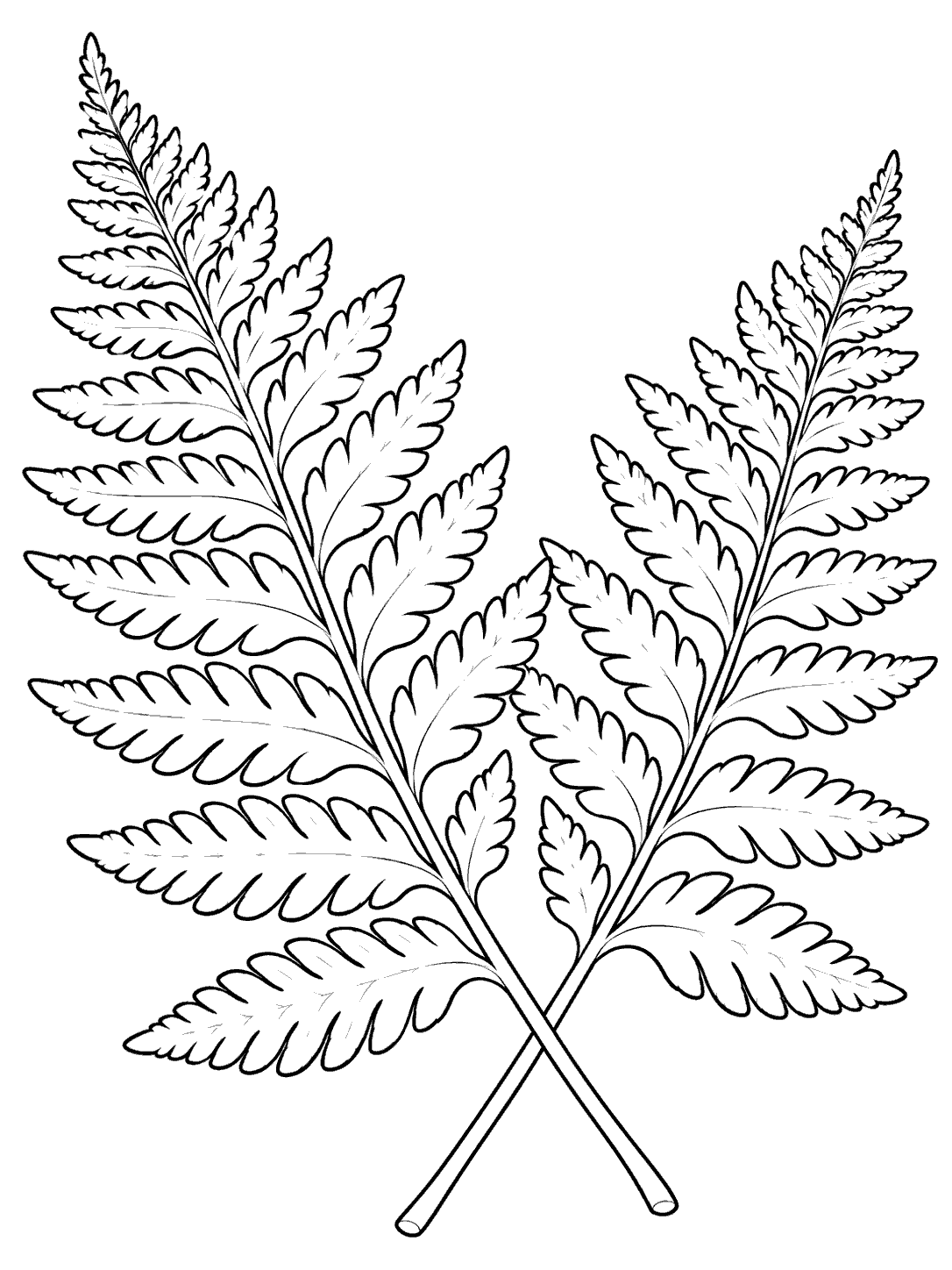 Black-outline coloring page of two fern fronds crossing near their stems, with leaflets fanning outward.