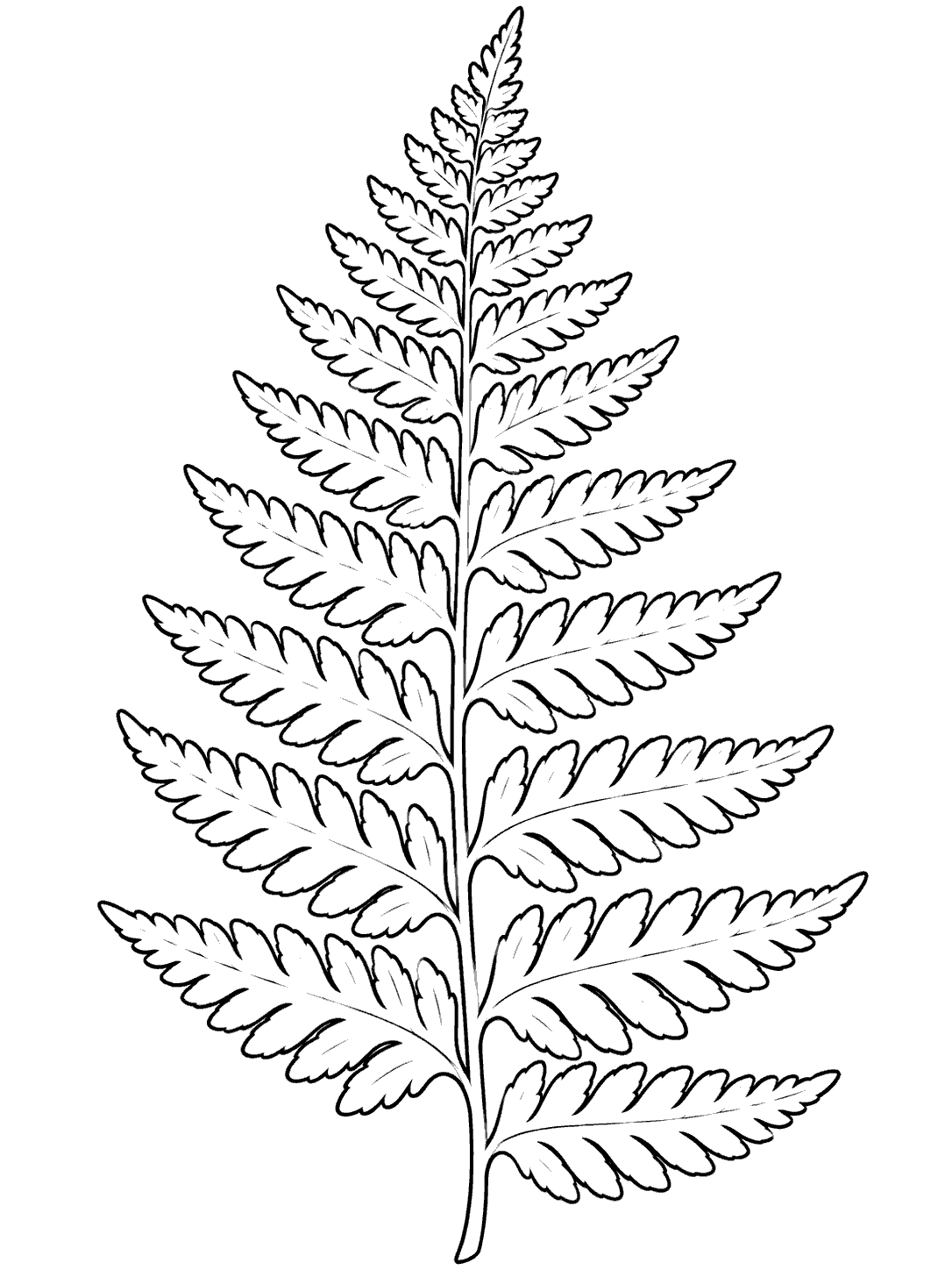 Black-outline fern frond coloring page with a central stem and paired leaflets on a white background.