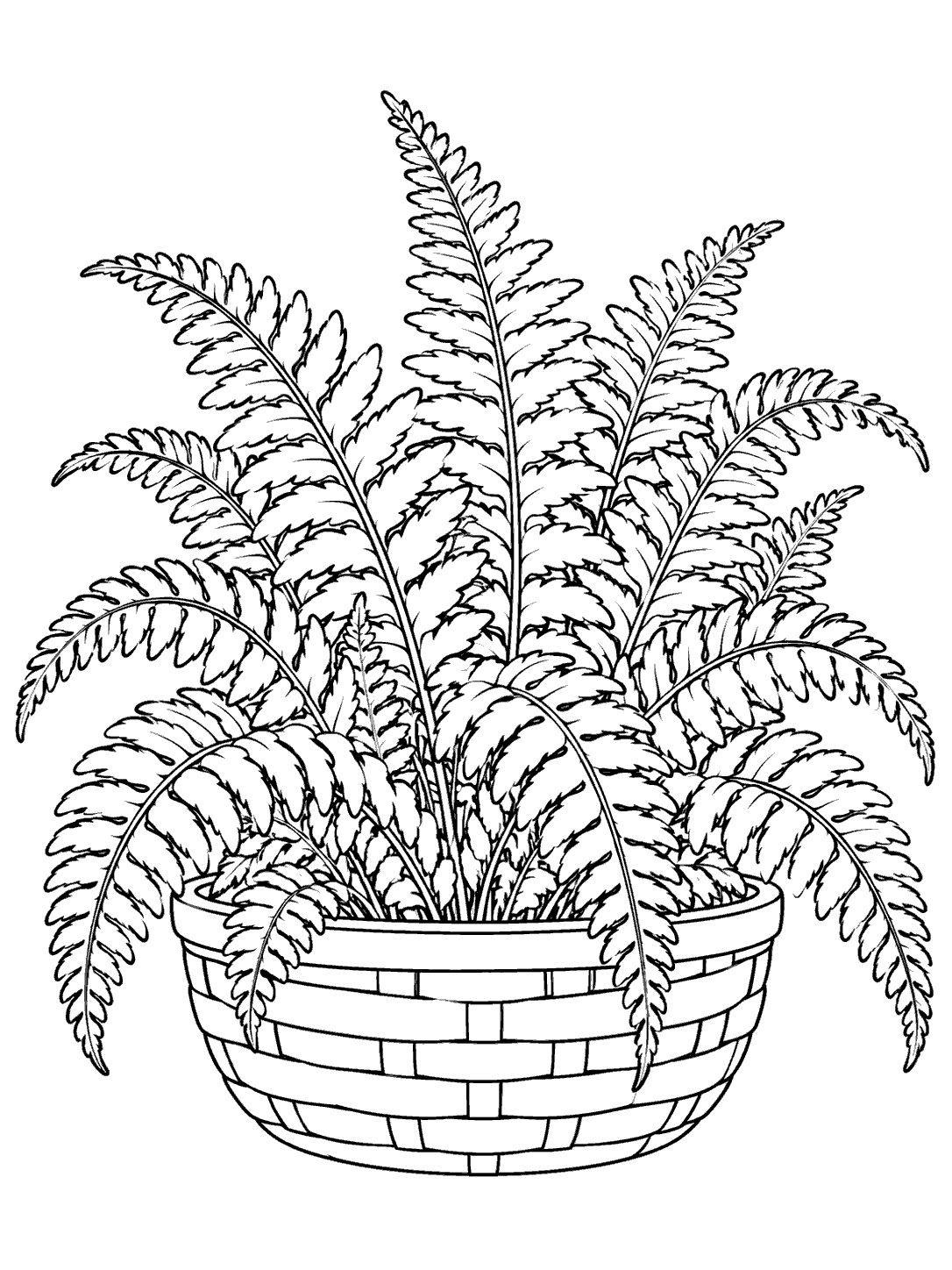 Black-outline coloring page of a leafy fern in a shallow woven garden basket.