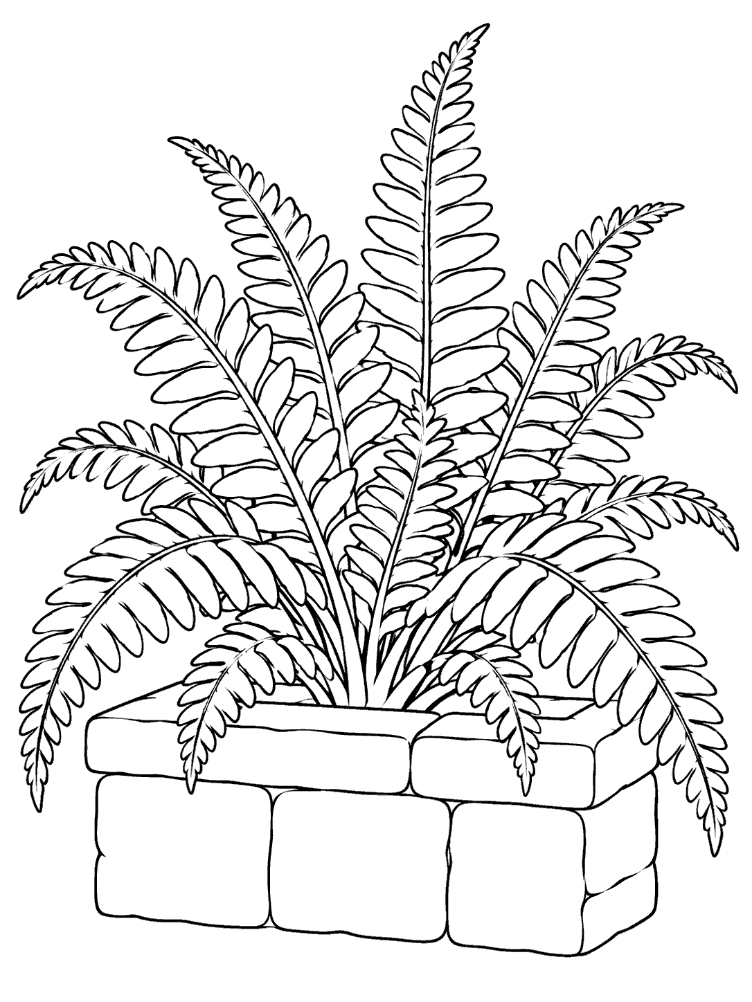 Black-outline fern with broad, separated fronds growing in a low rectangular stone-block planter, centered on a white portrait page.