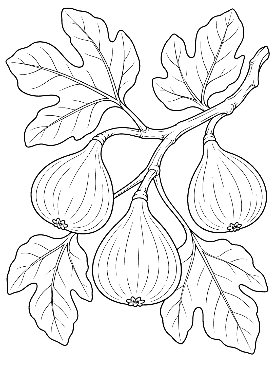 A fig branch with three hanging fruits and broad leaves in black outline.