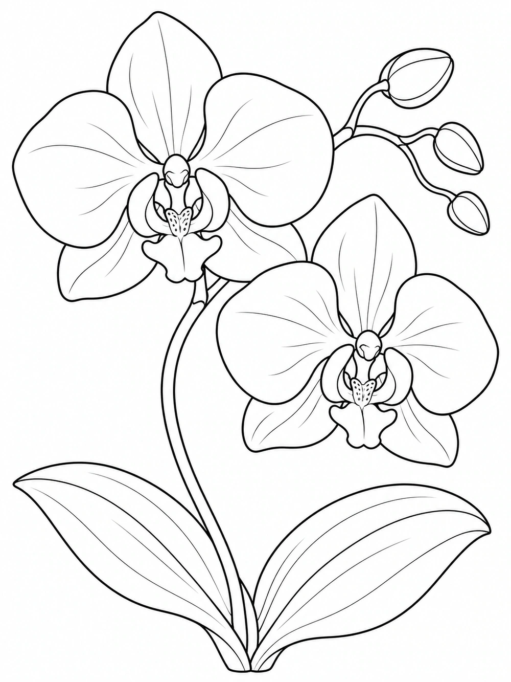 Two large orchid flowers with rounded petals and simple centers along a curved stem, with buds and broad leaves.