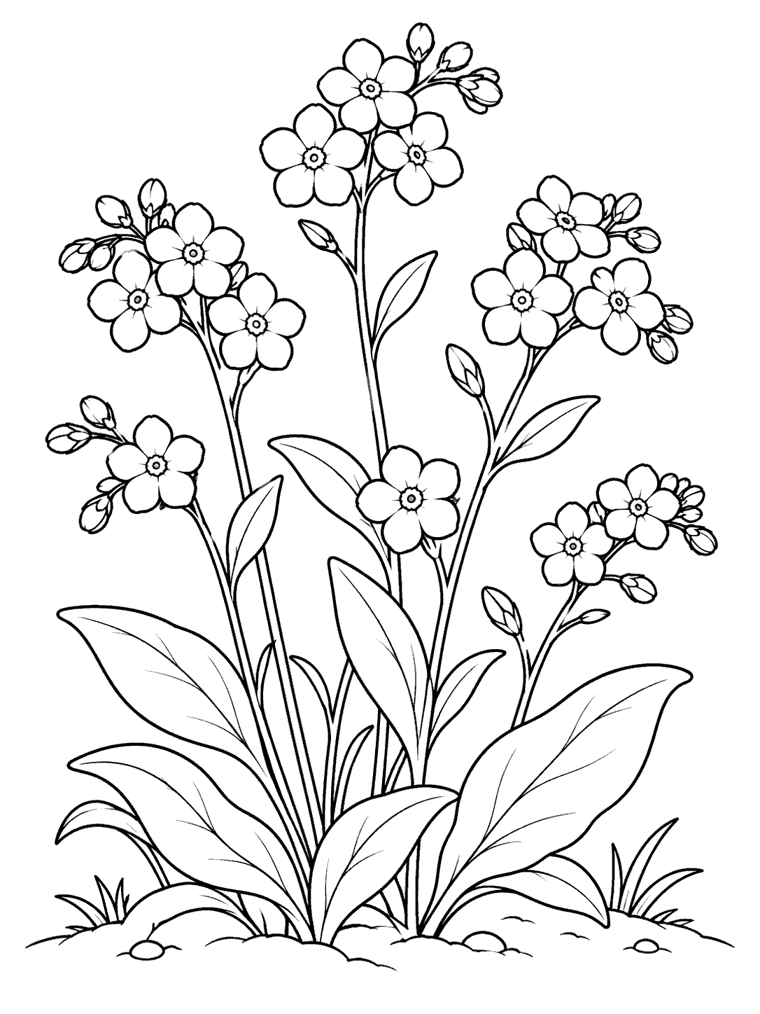 Forget me not coloring page with flowering stems at varied heights, broad leaves, and a curved ground line.
