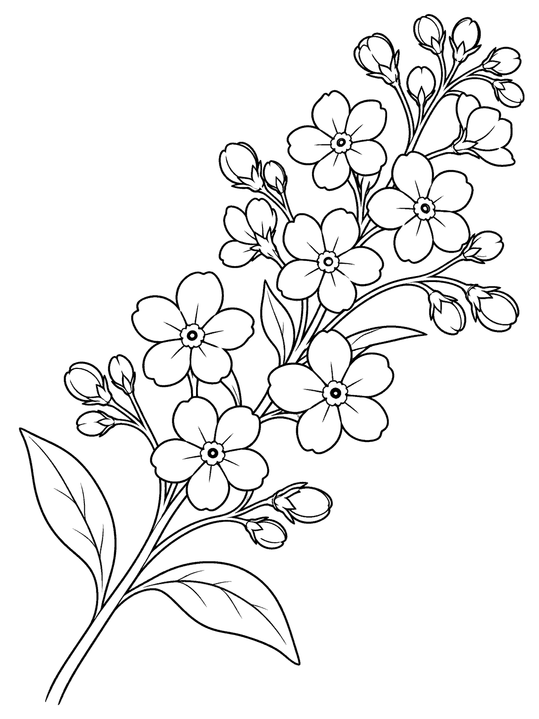 Forget me not flowering branch coloring page with five-petal flowers, rounded buds, and leaves.
