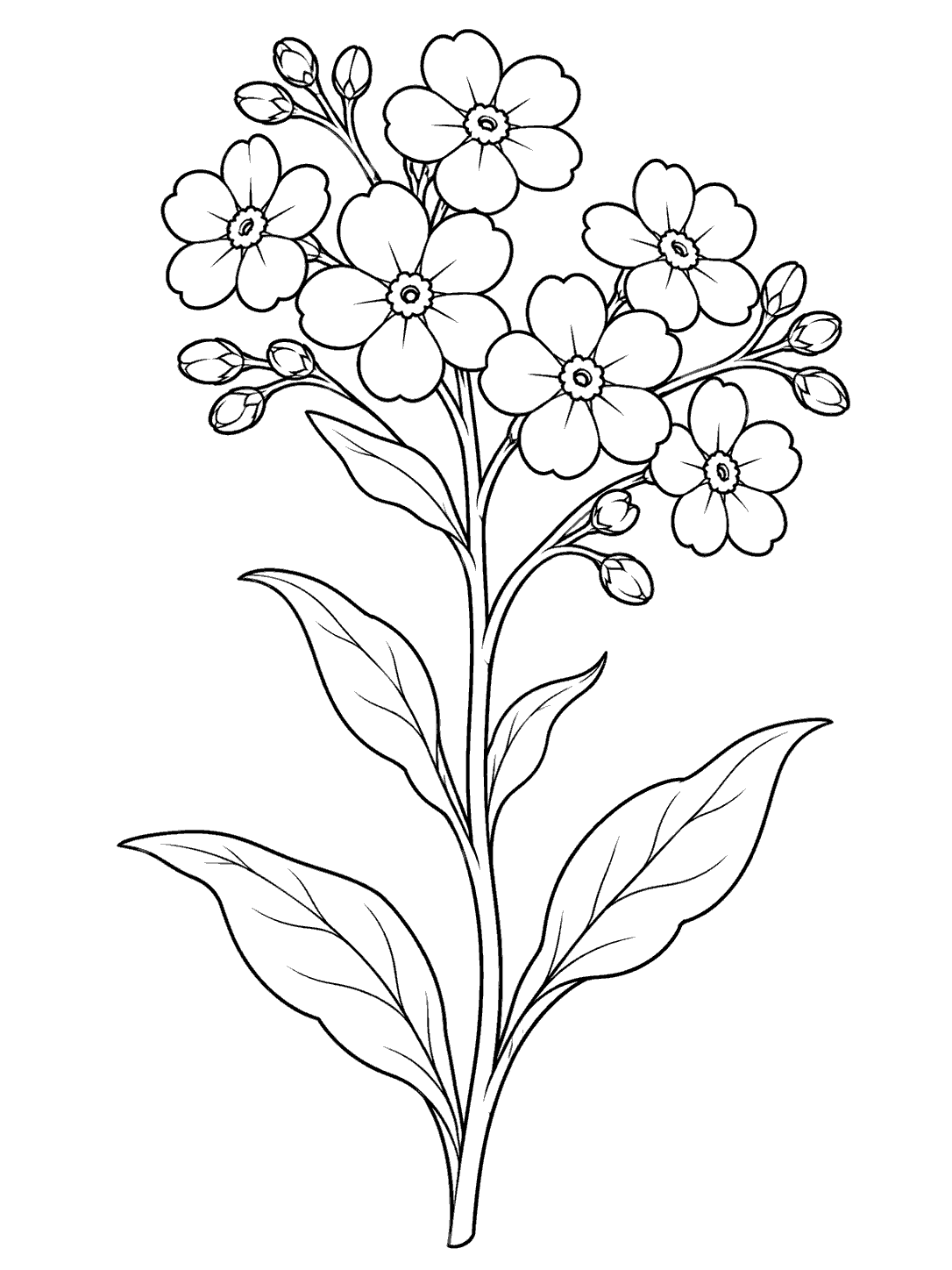 Forget me not single stem coloring page with branching blossoms and broad leaves