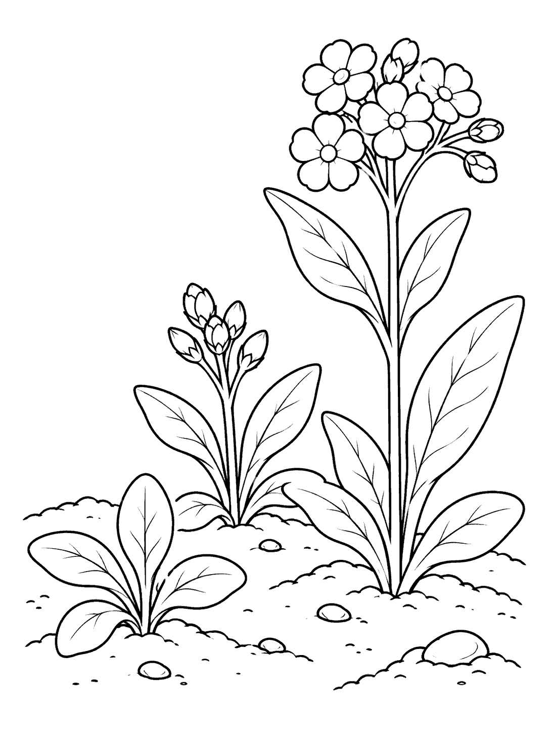 Forget me not seedling coloring page