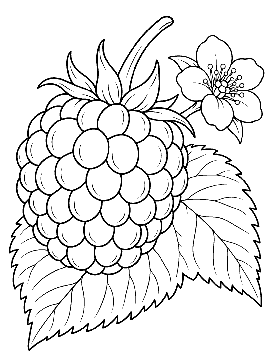 Large raspberry with rounded drupelets on a serrated leaf beside a five-petal flower