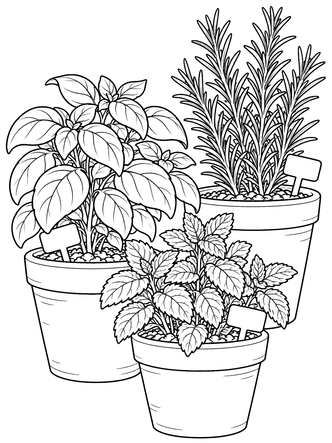 Black-and-white coloring page with basil, mint, and rosemary in three terracotta pots at varied heights.