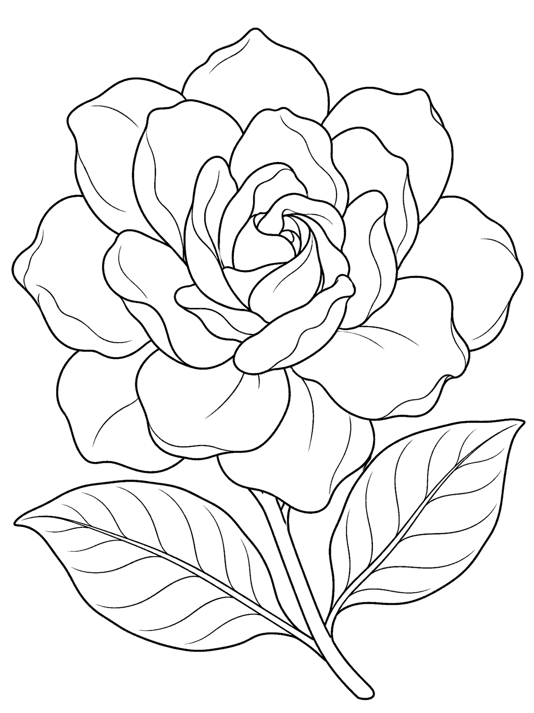 Printable gardenia coloring page with one open flower and two broad leaves