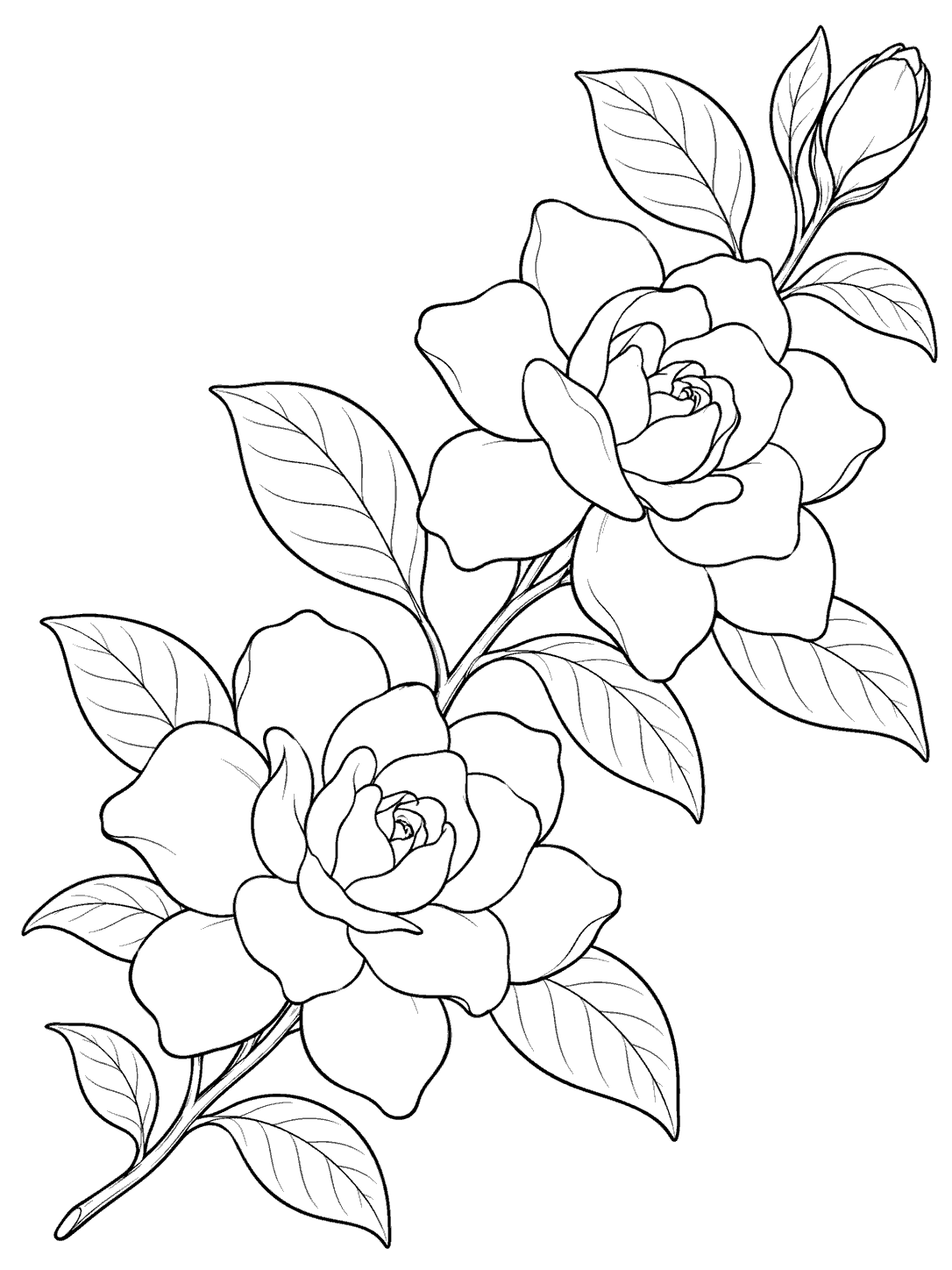 Black line art of two open gardenia flowers, a small bud, and veined leaves on a diagonal branch, with white margins.