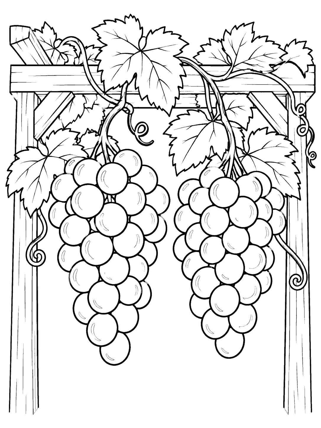 Two outlined grape bunches beneath leafy vines and an arbor on a coloring page
