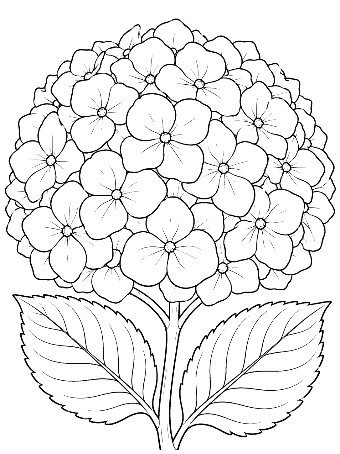 Portrait black-outline coloring page of a large mophead hydrangea bloom with many four-petal florets and two veined leaves below.