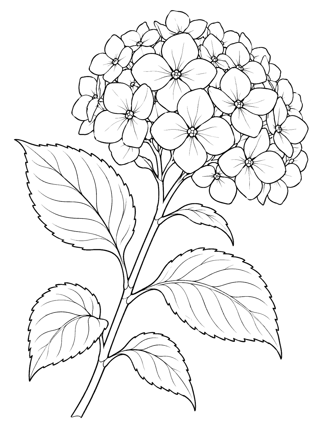 Black-and-white coloring page of a diagonal hydrangea stem with a large rounded flower cluster and several broad leaves.