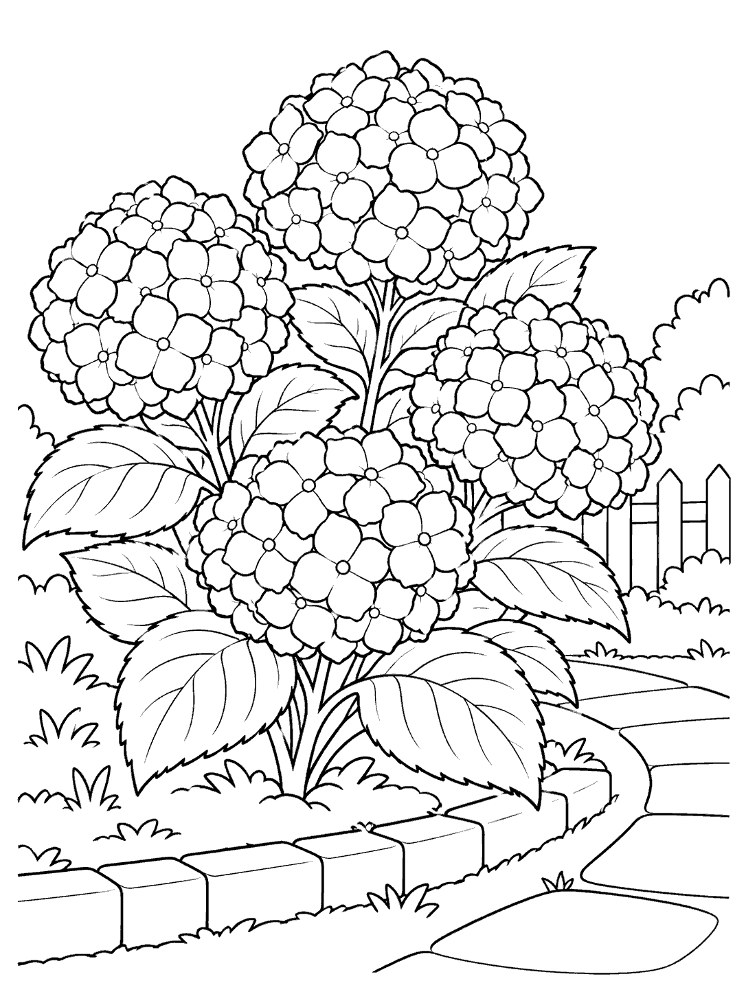 Four rounded hydrangea flower clusters among broad leaves, with a curved path and low garden border.