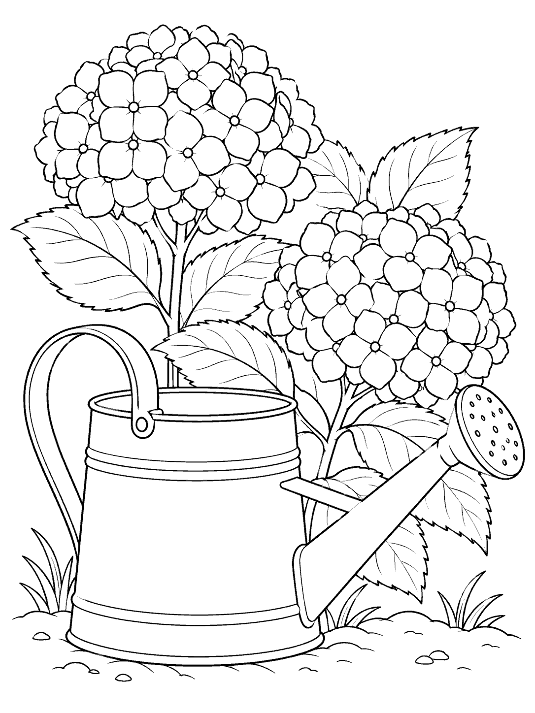 Two large hydrangea flower clusters, leafy stems, and a metal watering can in a garden vignette.