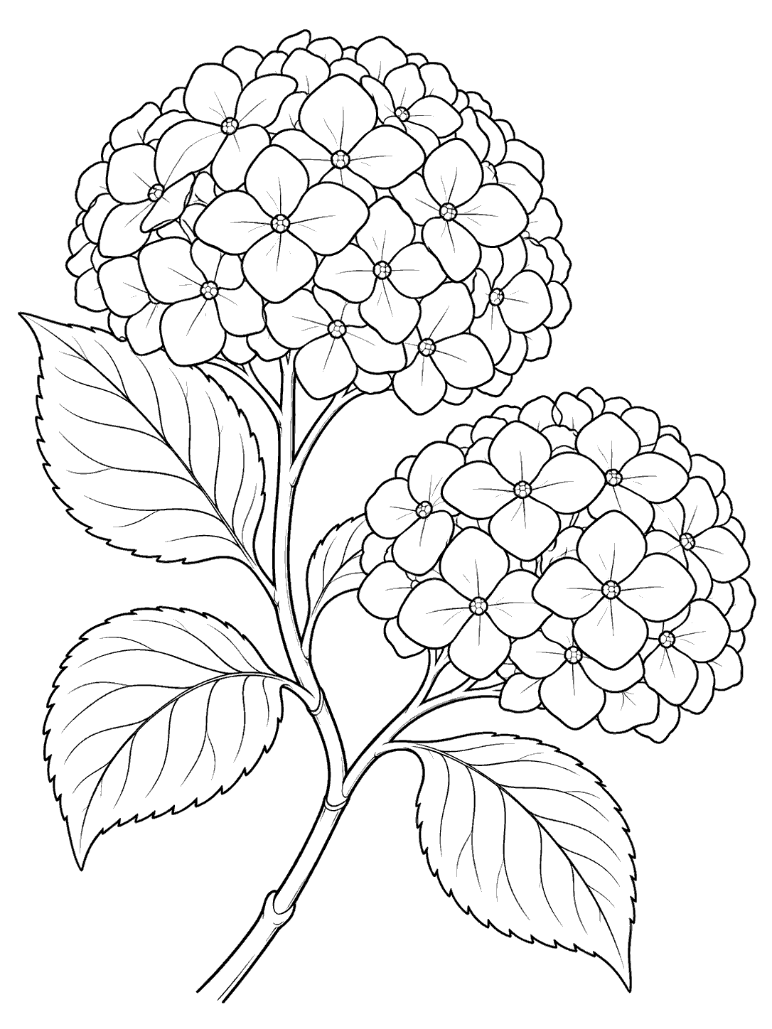 Black-outline hydrangea branch with two rounded flower heads and broad leaves on a white page.
