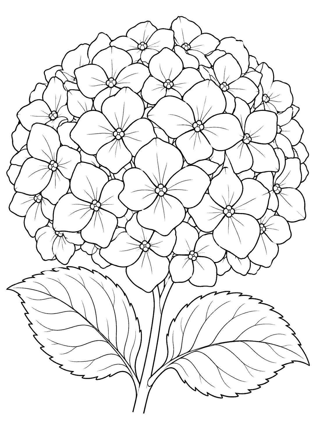 Large rounded hydrangea flower head with many outlined florets, a short stem, and two serrated leaves on a white page.