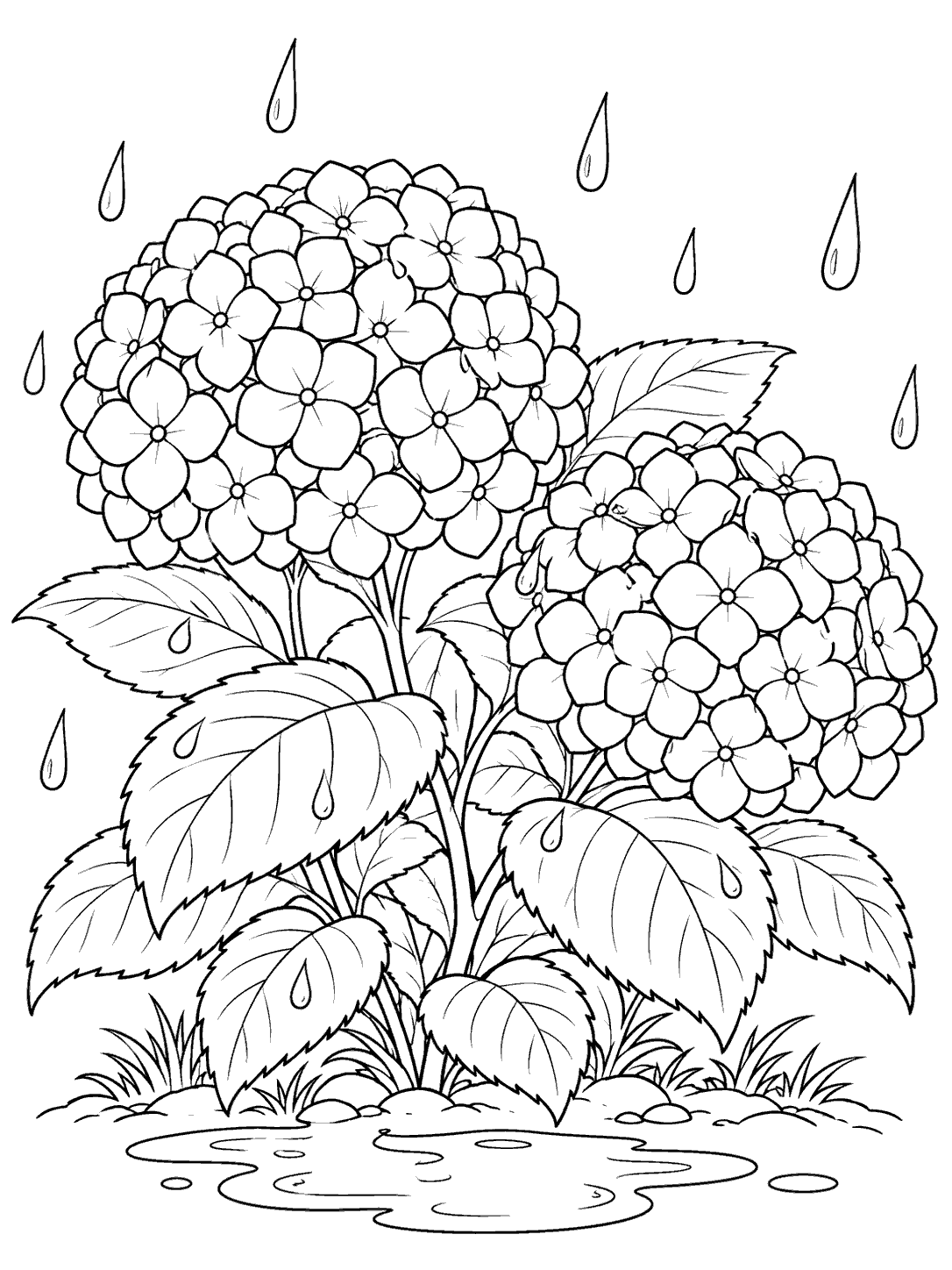 Two large hydrangea blooms with broad leaves, outlined raindrops, and a puddle beneath them.