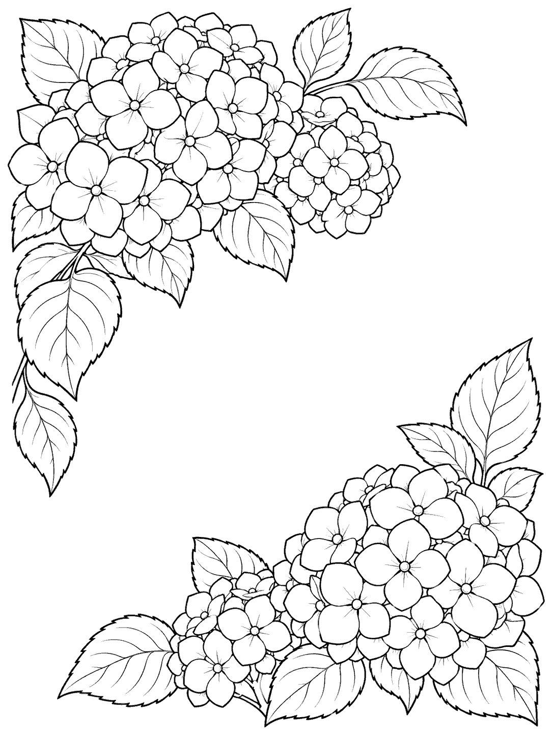 Black-outline hydrangea clusters and broad leaves in opposite corners, framing a large blank center.