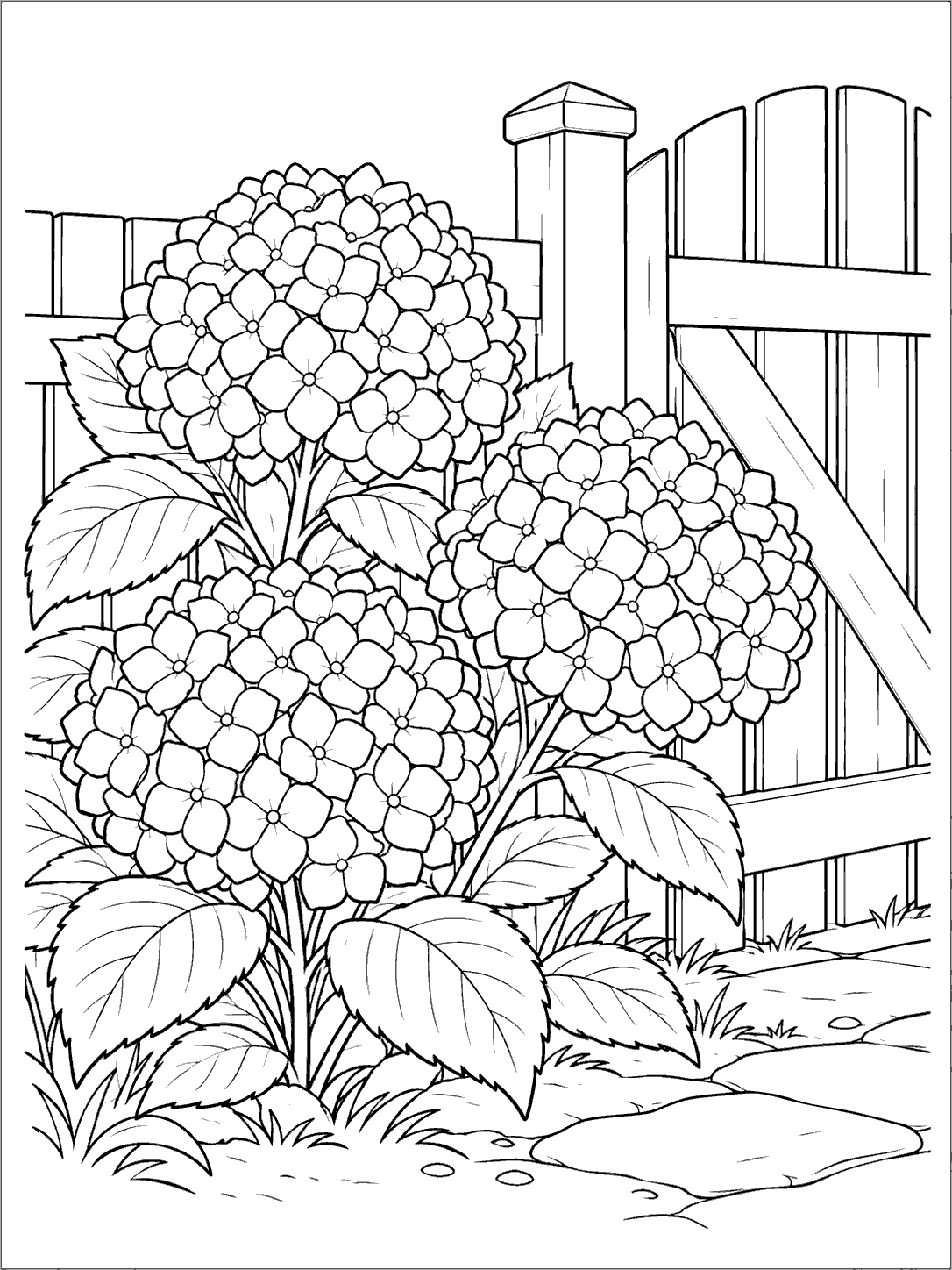 Three rounded hydrangea flower heads and leafy stems beside a wooden slat gate