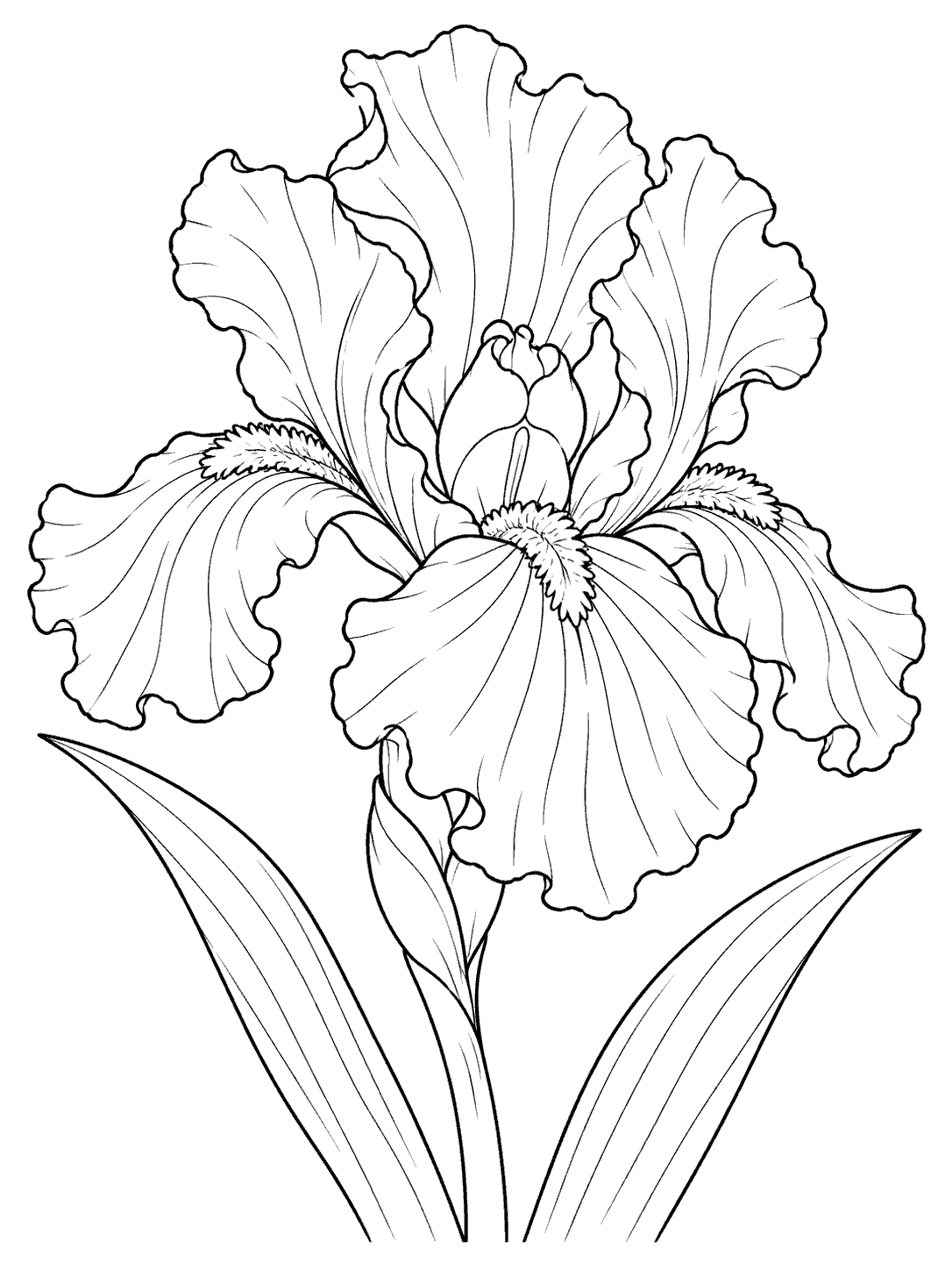 A large ruffled iris bloom with a detailed center and two long arching leaves, drawn in black outlines on white.