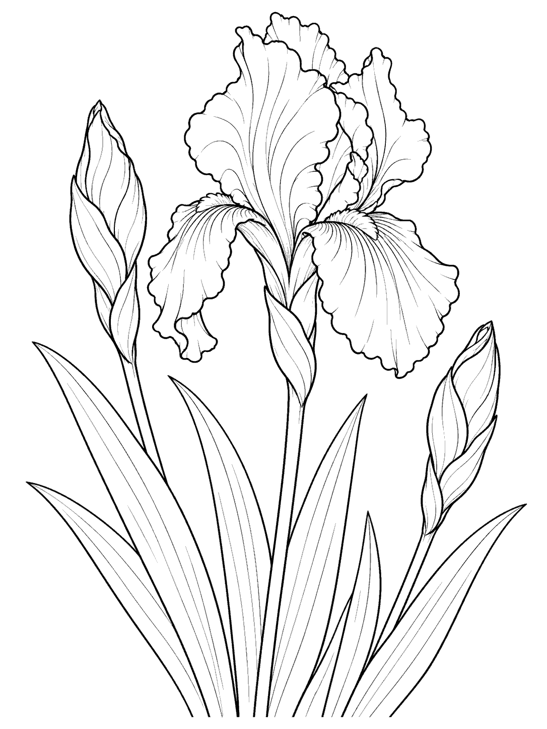 Black line art of one partly opened iris and two unopened buds on separate stems, with long leaves at the base.