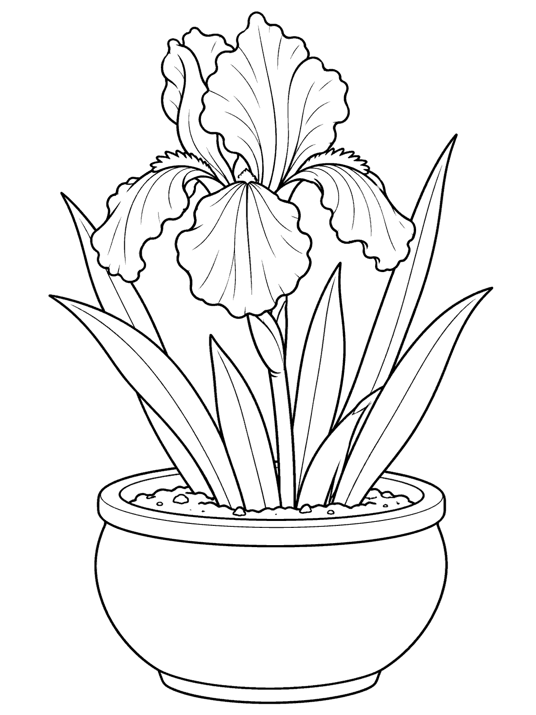 Single iris flower with long leaves growing in a wide round flower pot