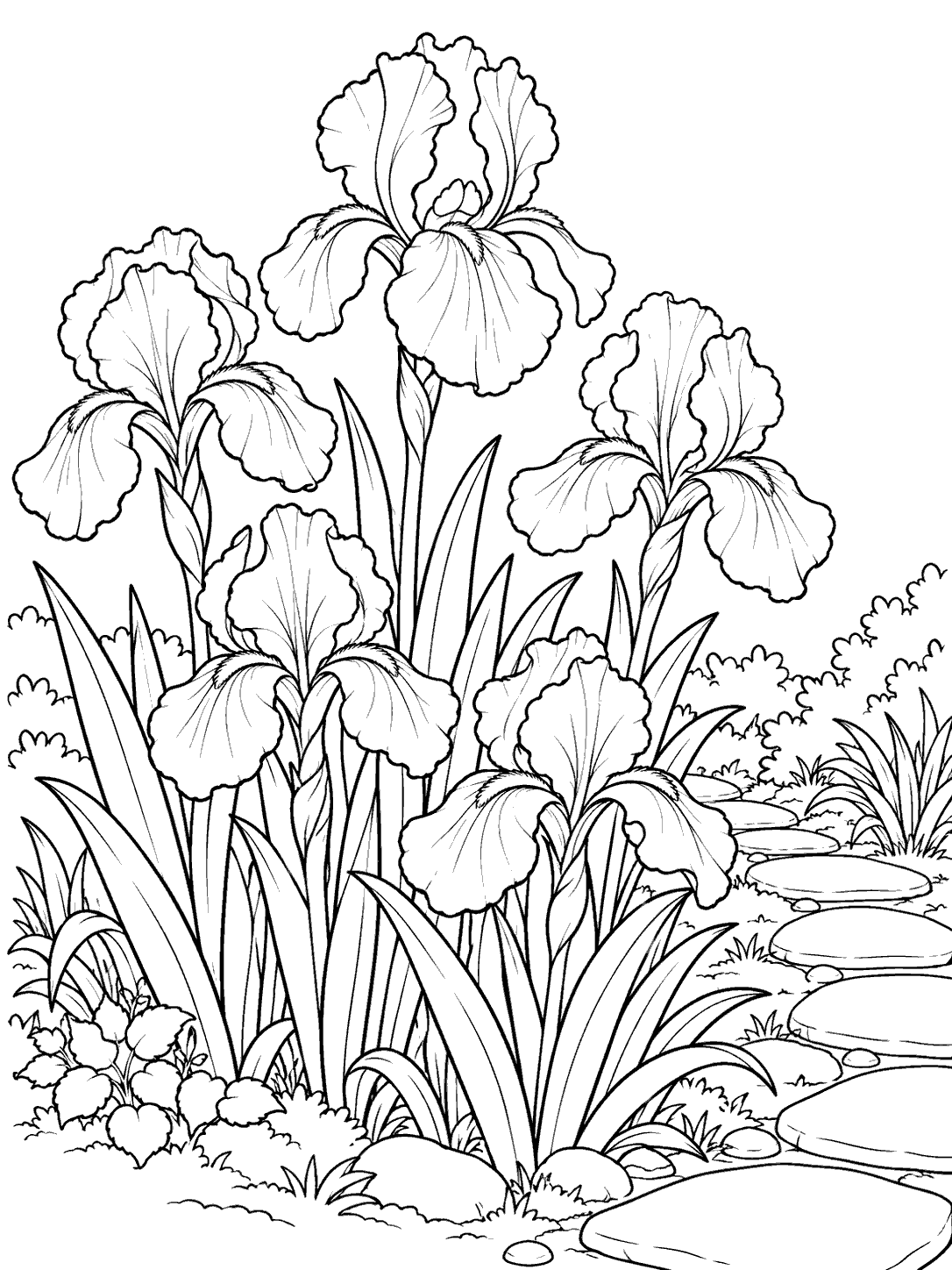 Five detailed iris blooms with tall leaves in a garden beside a curved stepping-stone path