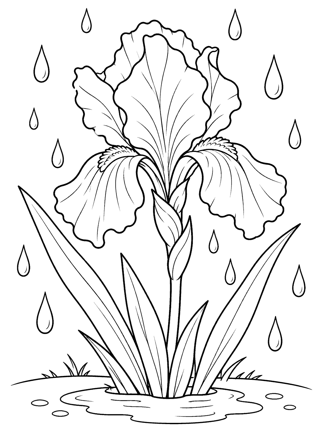 A large upright iris with long leaves, separate raindrops, a ground line, and a small puddle, drawn in black outlines on white.