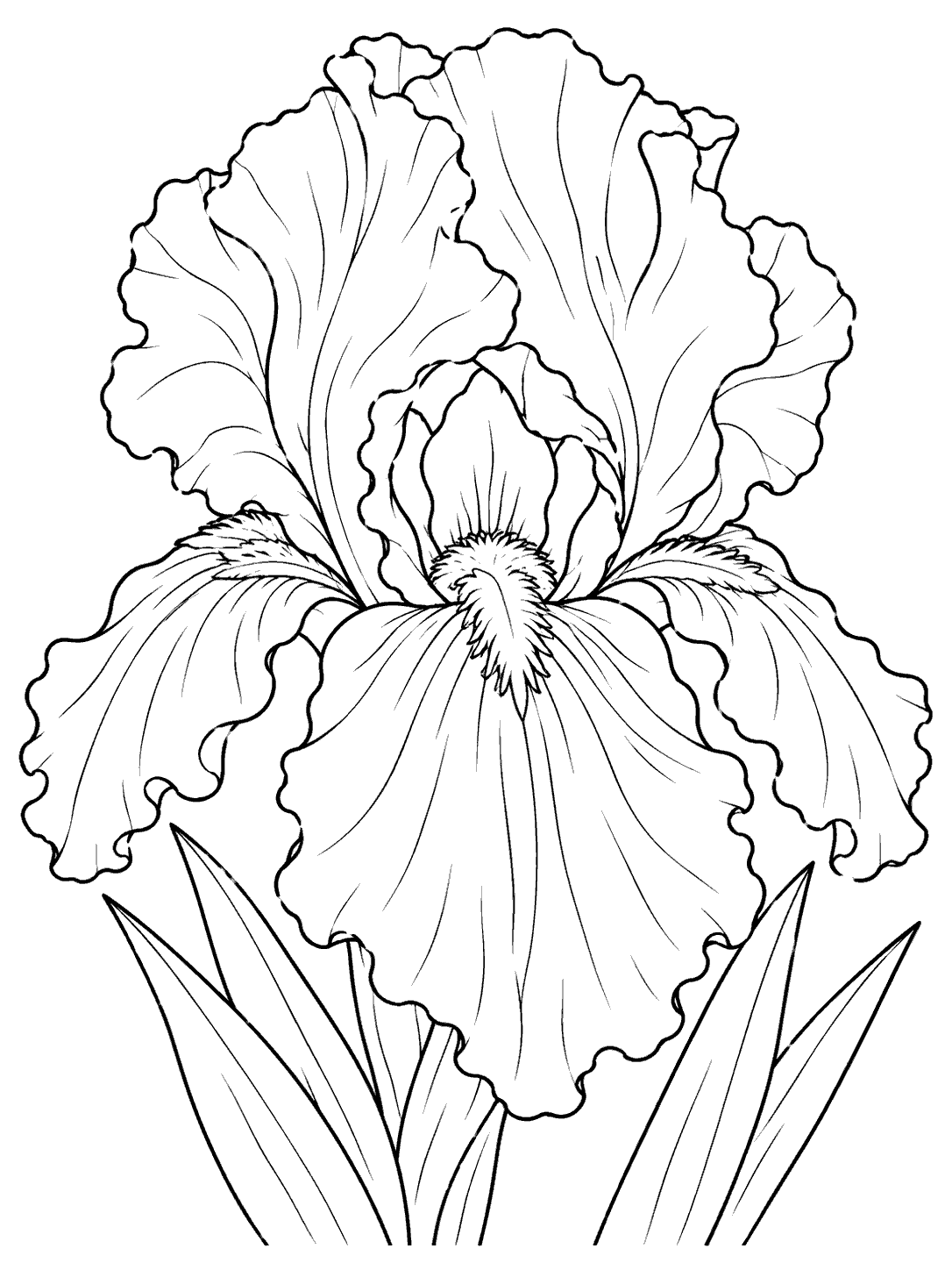 Close-up line art of a single ruffled iris bloom with pointed leaves.