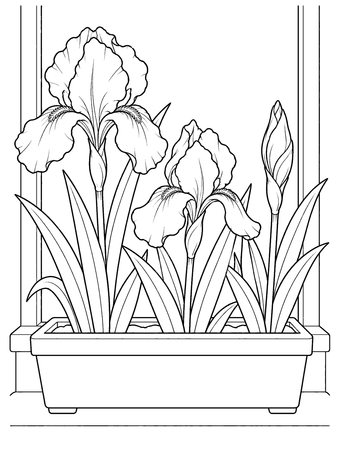 Three irises at different stages growing in a rectangular window box beneath a simple window.