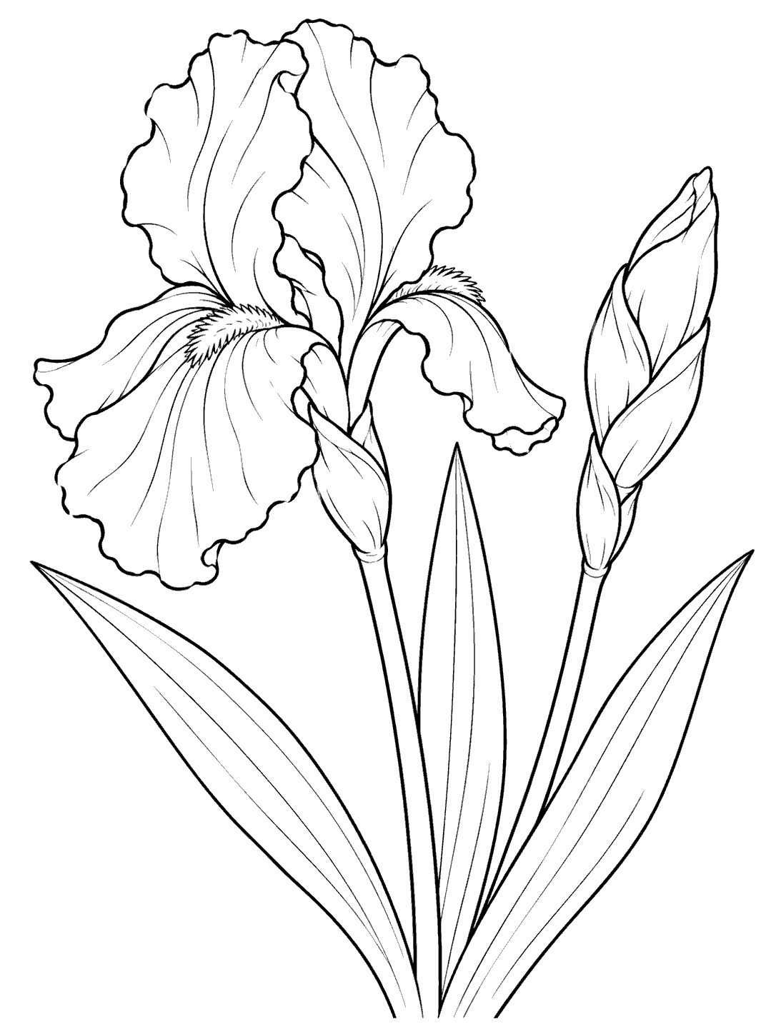 Black-outline side view of an iris with a large open bloom, a closed bud, and three long leaves angled outward on a white page.