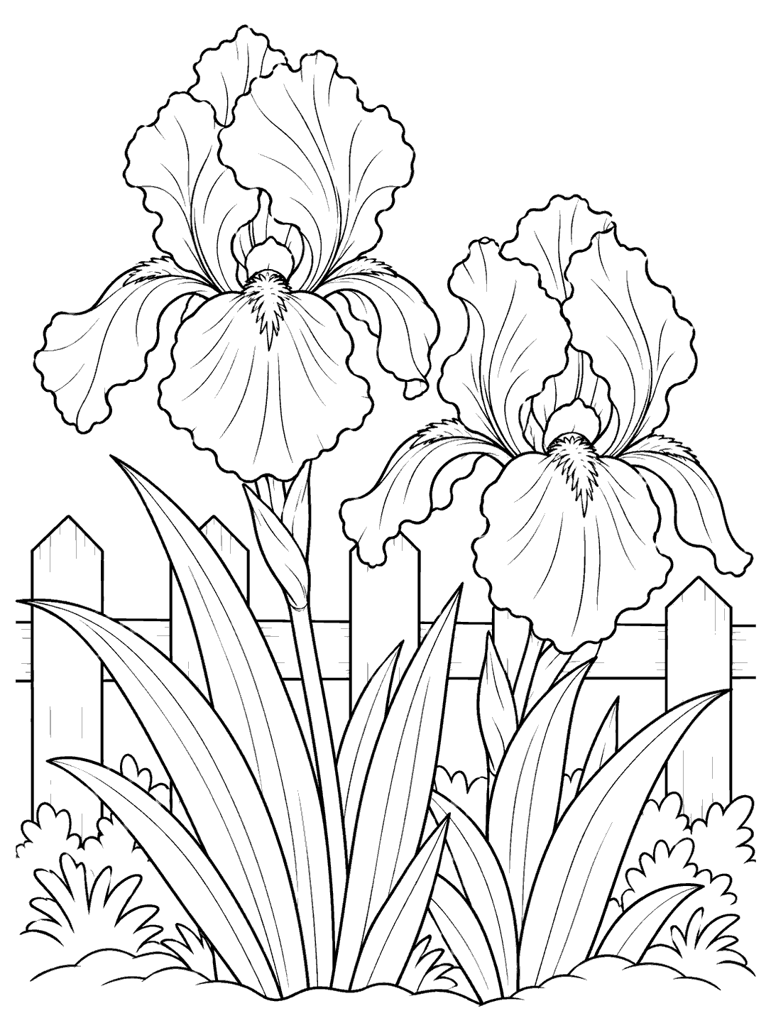Two large iris flowers with broad leaves in front of a short picket fence.