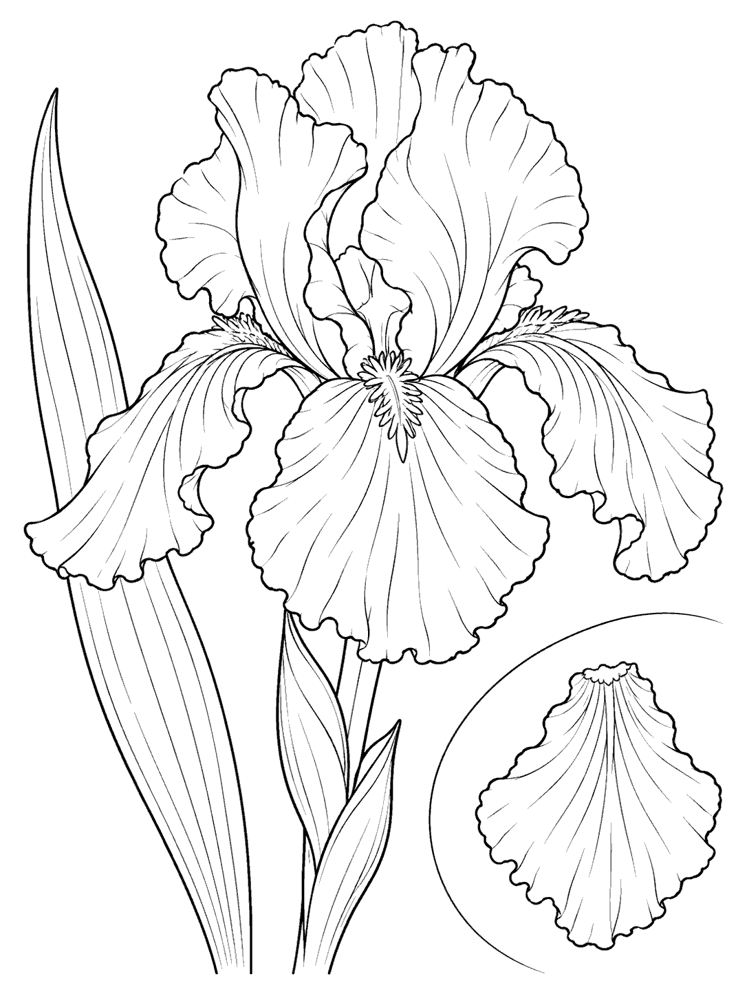 Black outline coloring page of a full iris bloom with long leaves and a separate petal study in a curved inset.