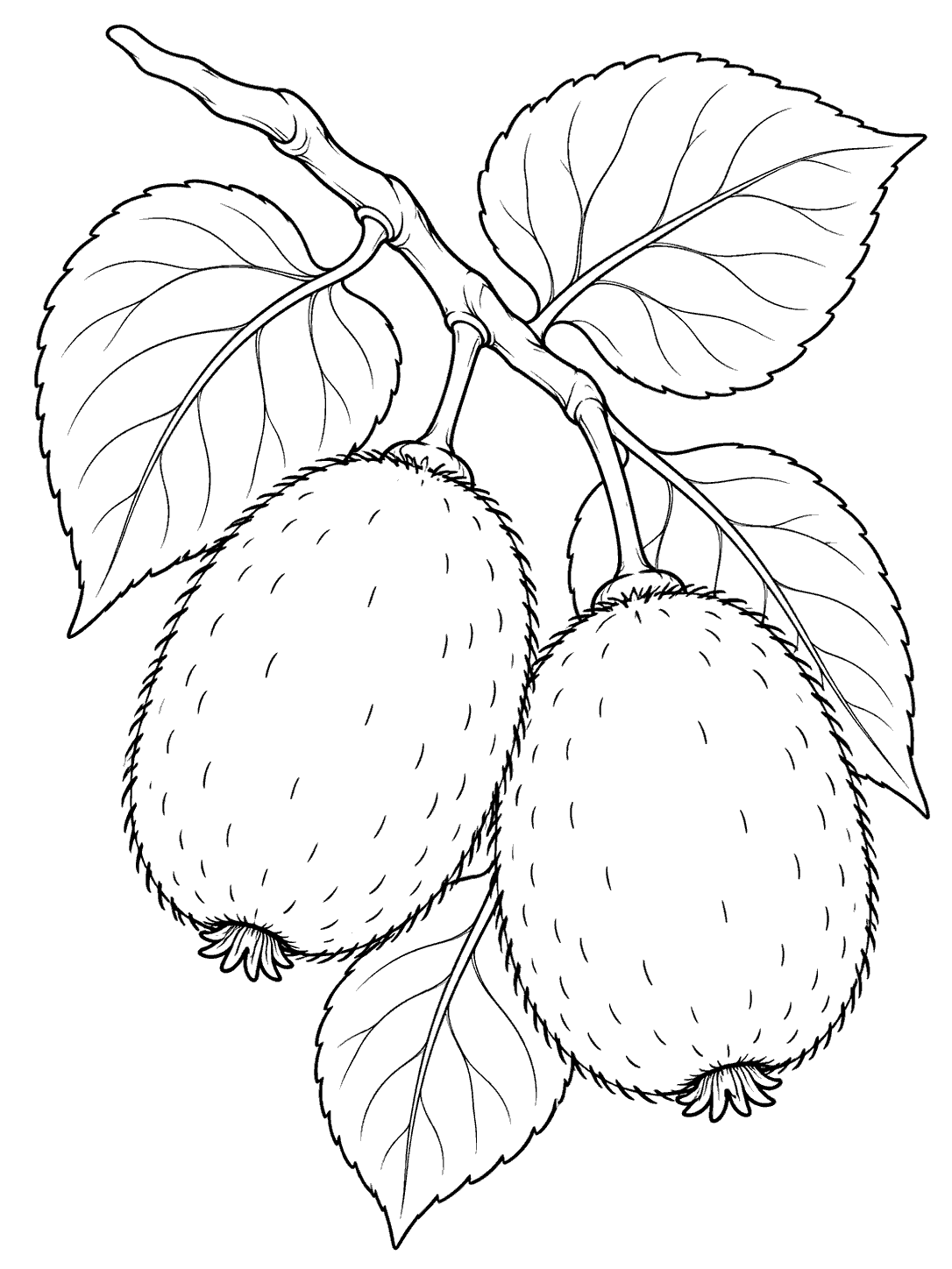 Two fuzzy kiwi fruits hanging from a leafy vine in a coloring page illustration