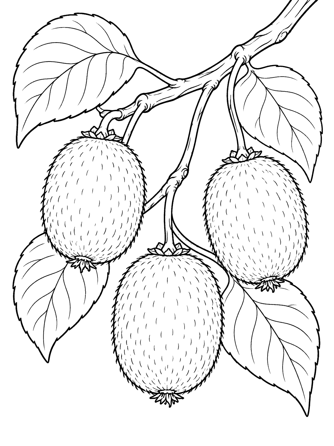 Black-and-white coloring page of three oval kiwi fruits hanging from a leafy branch.