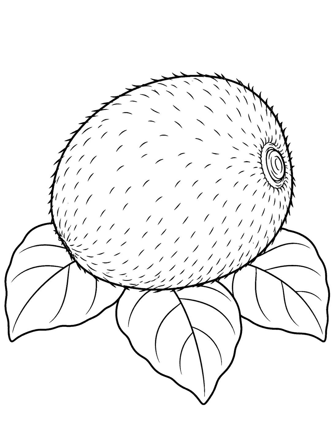 Whole kiwi fruit resting on three leaves in black line art, with fuzzy peel strokes and open coloring areas.