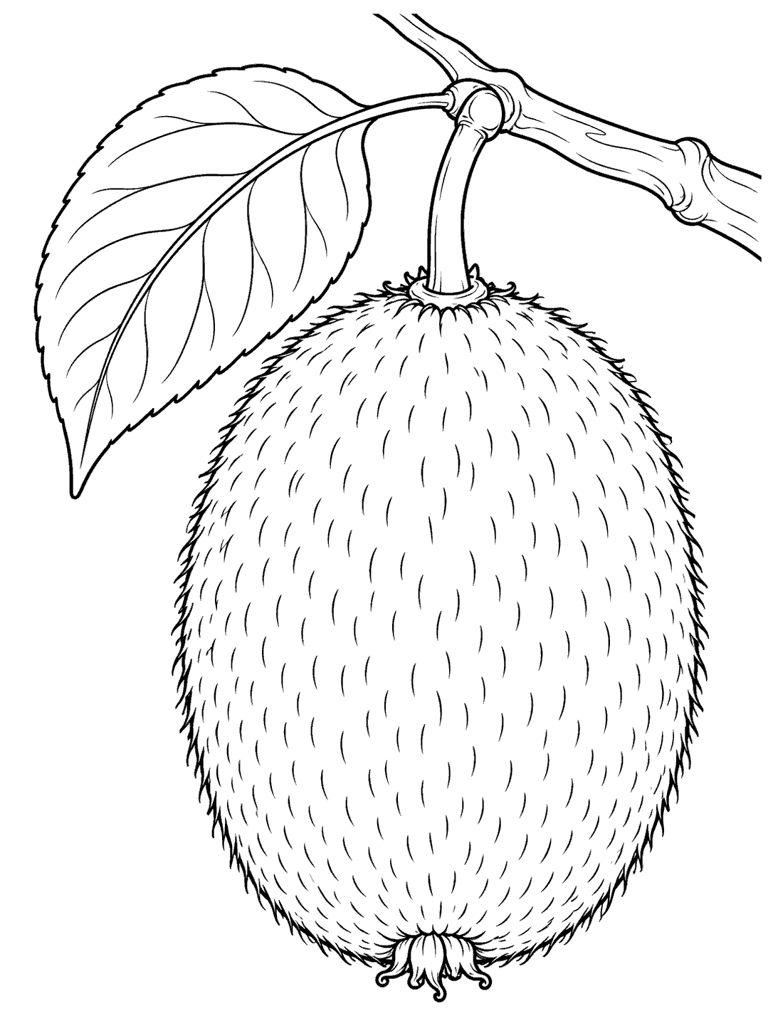 Large fuzzy kiwi fruit hanging from a branch with a broad leaf, in black and white coloring page line art