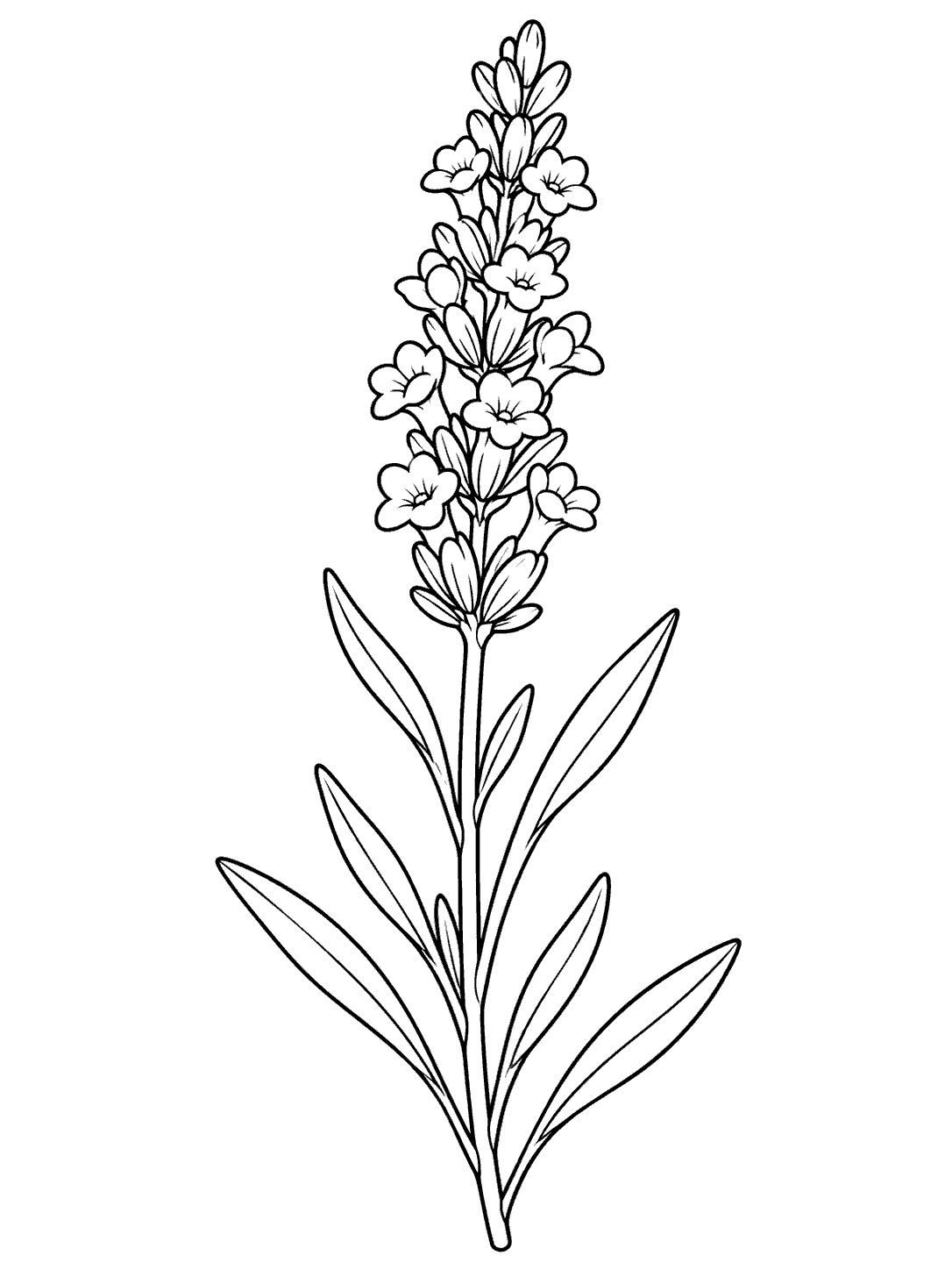 Lavender coloring page showing one tall upright flowering sprig with narrow leaves