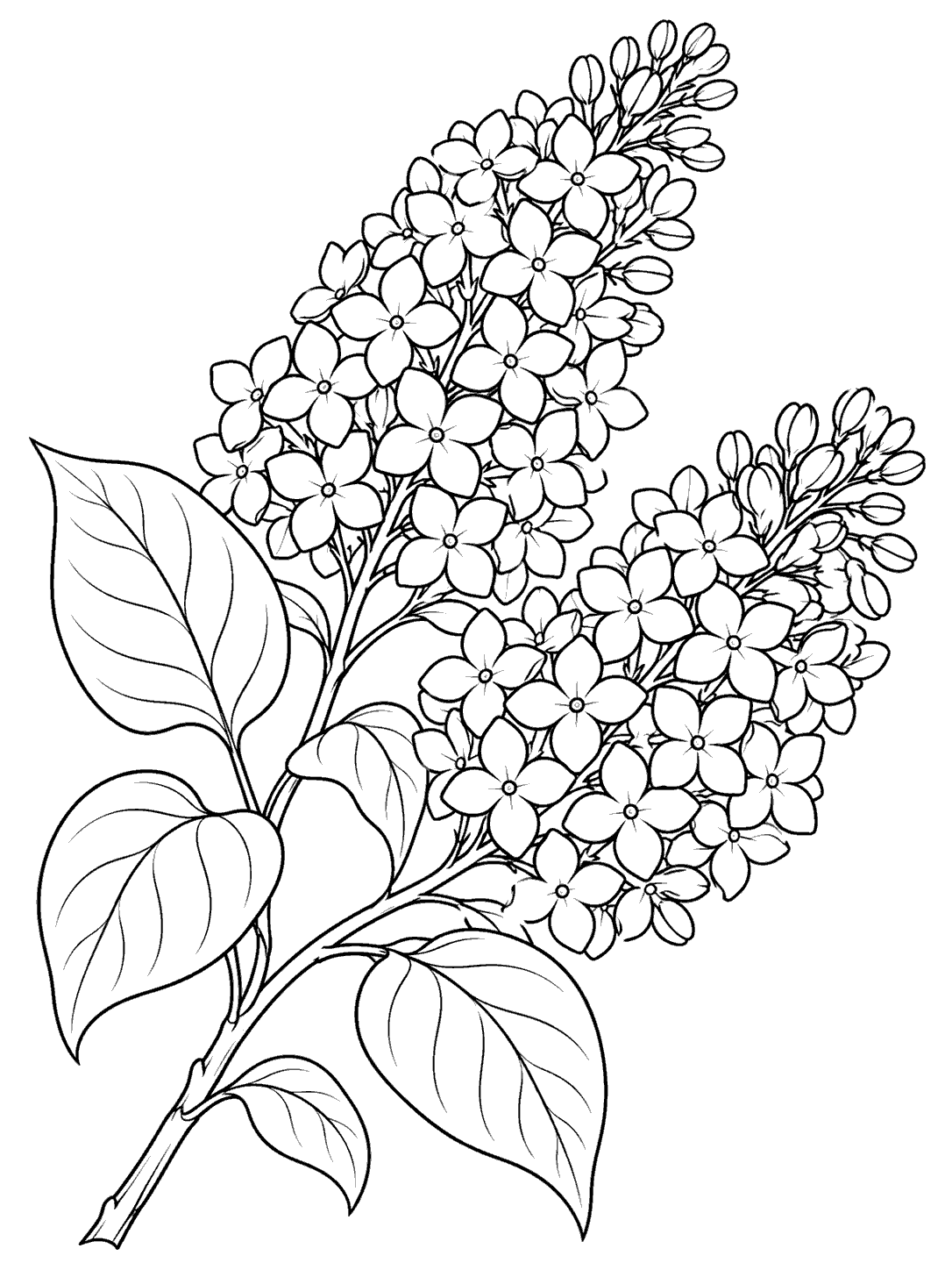 Black-outline lilac sprig with two flower clusters and broad veined leaves on white.