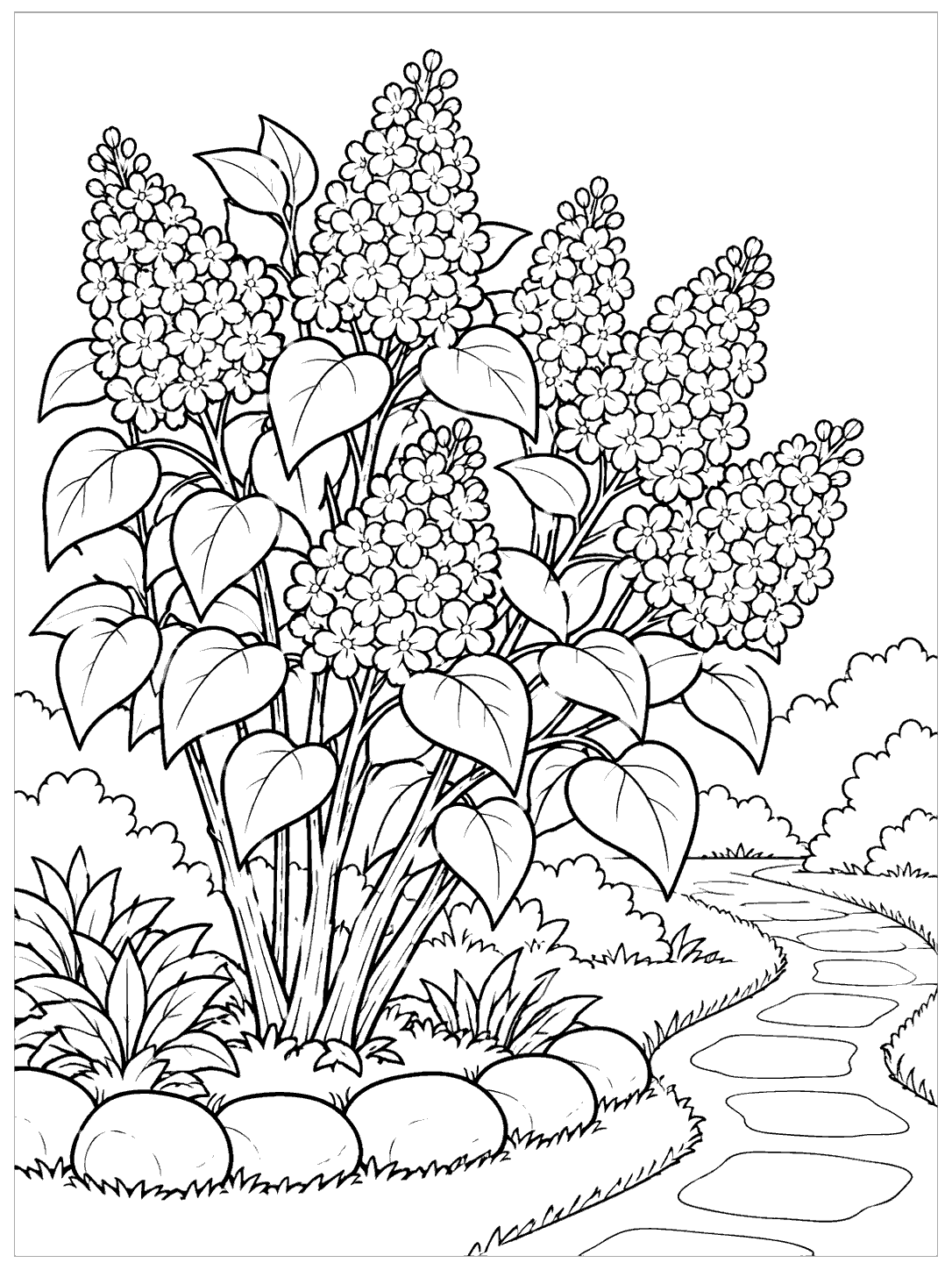 Large lilac bush with rounded flower clusters beside a curving stone path