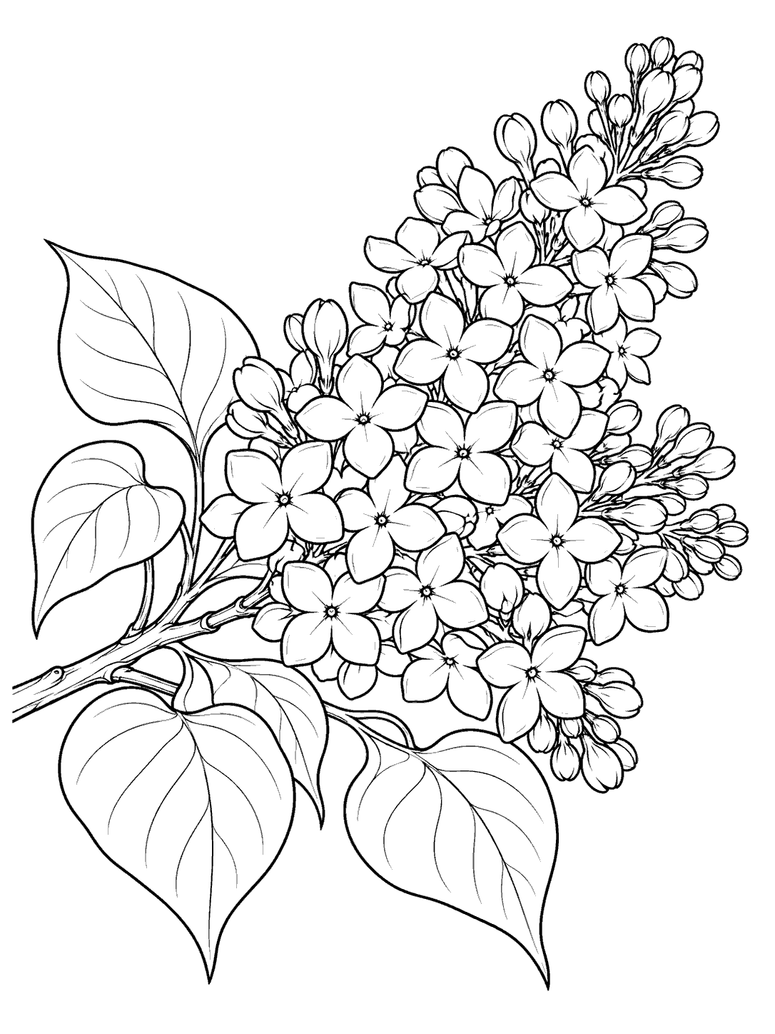 Close-up lilac branch with clusters of four-petal flowers, buds, and broad heart-shaped leaves