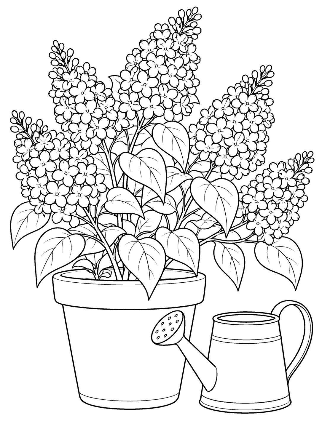 Potted lilac plant with several flower clusters and broad leaves beside a watering can.