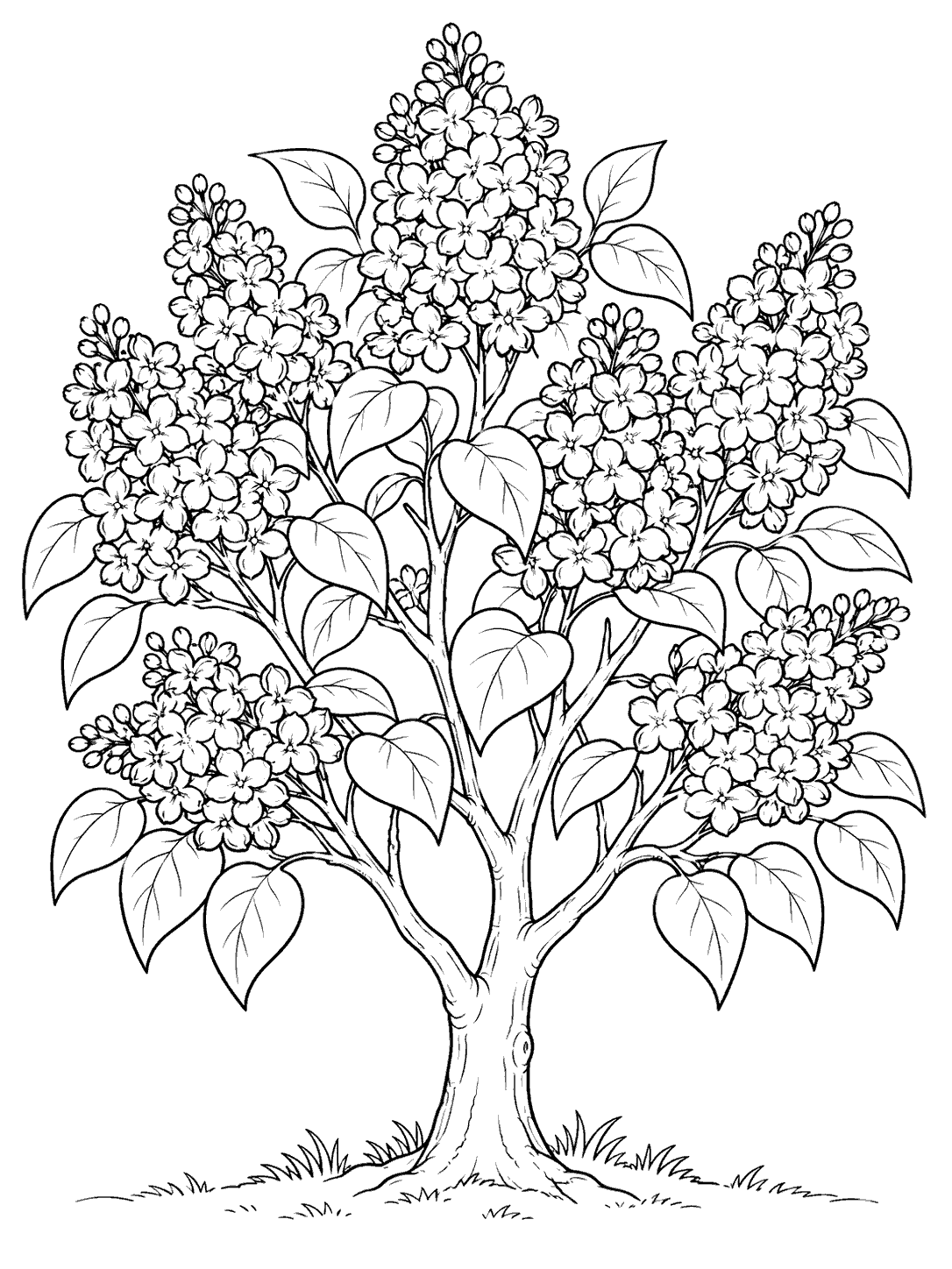 Black-and-white coloring page showing a lilac tree with a branching trunk, clustered blossoms, broad leaves, and a ground line.