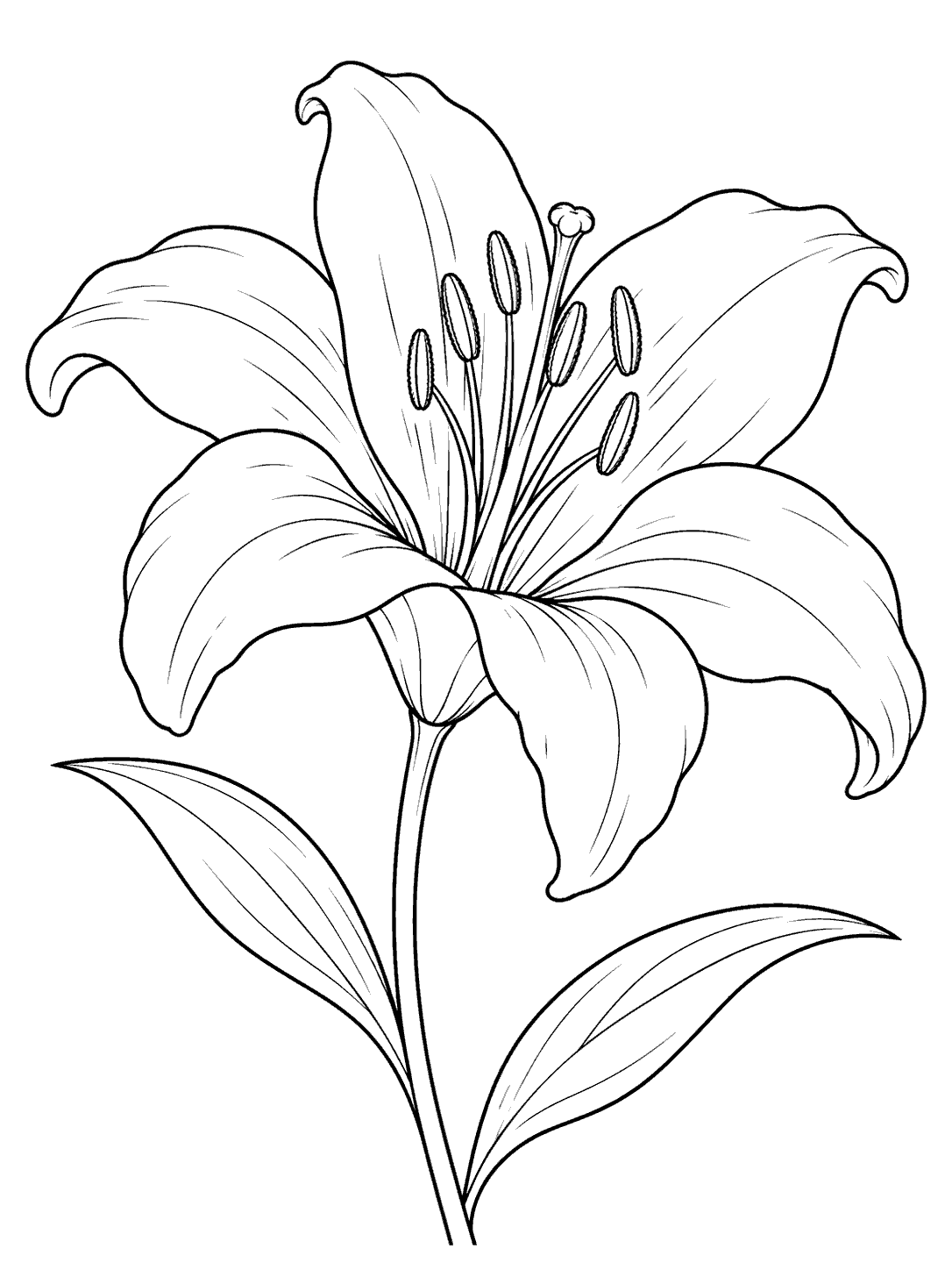 Black line art of a large open lily with broad, curling petals, prominent stamens, a long stem, and two leaves on a white page.